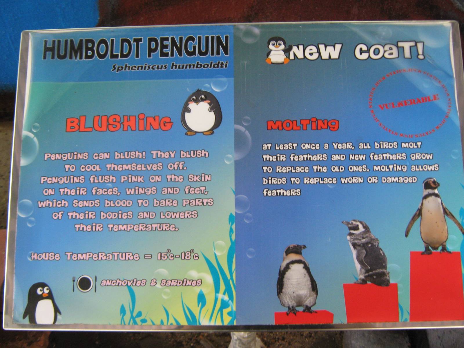 signage for Humboldts penguins (Spheniscus humboldti)