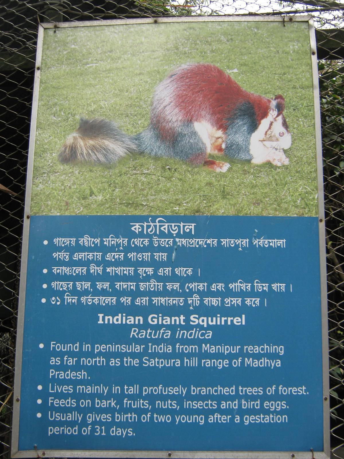 signage for Indian giant squirrel (Ratufa indica)