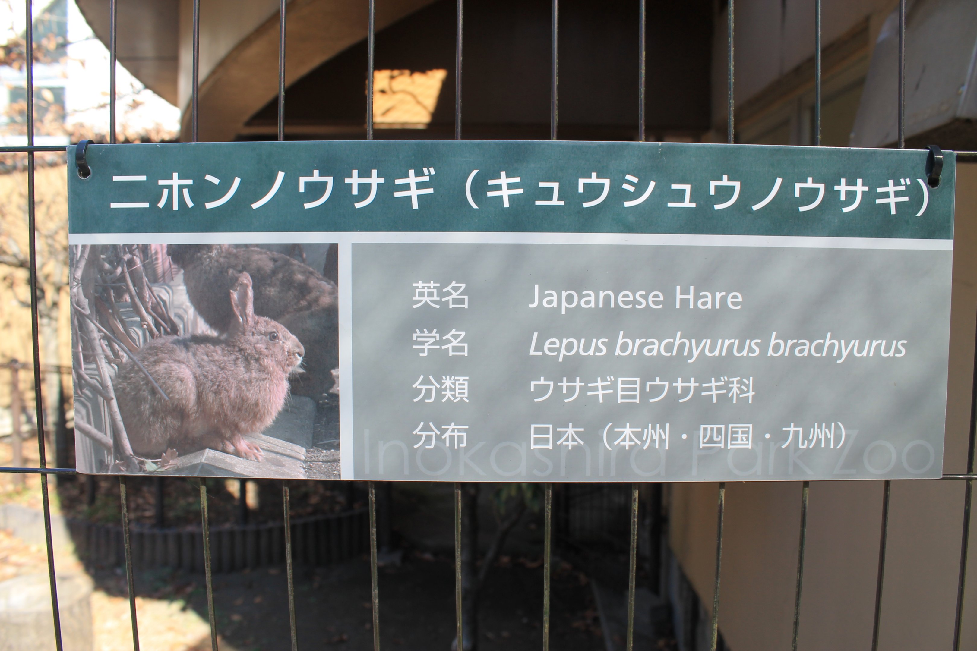 Signage for Japanese Hare