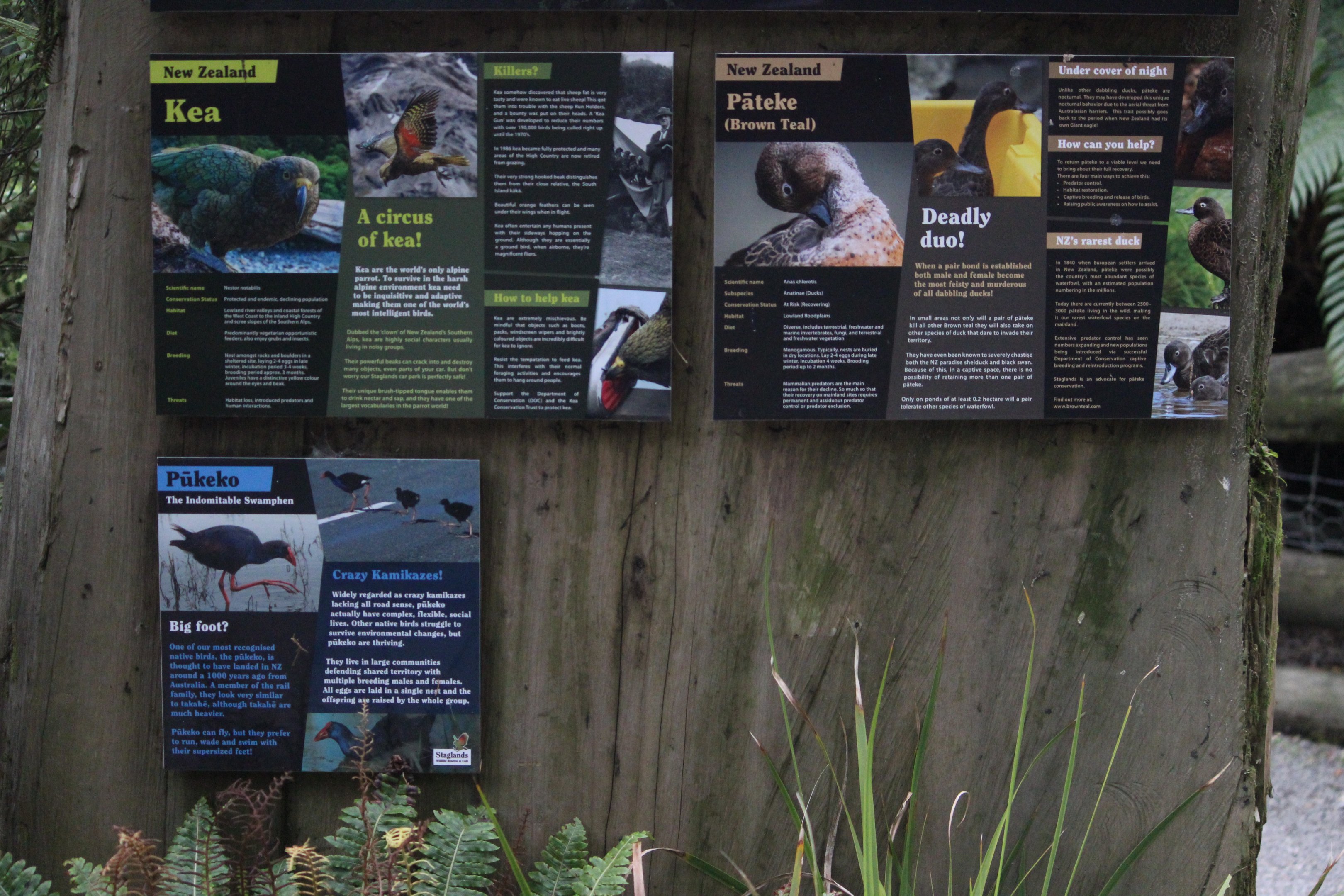 Signage for Kea Aviary