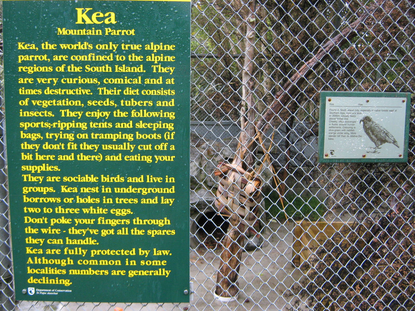signage for kea (Nestor notabilis)