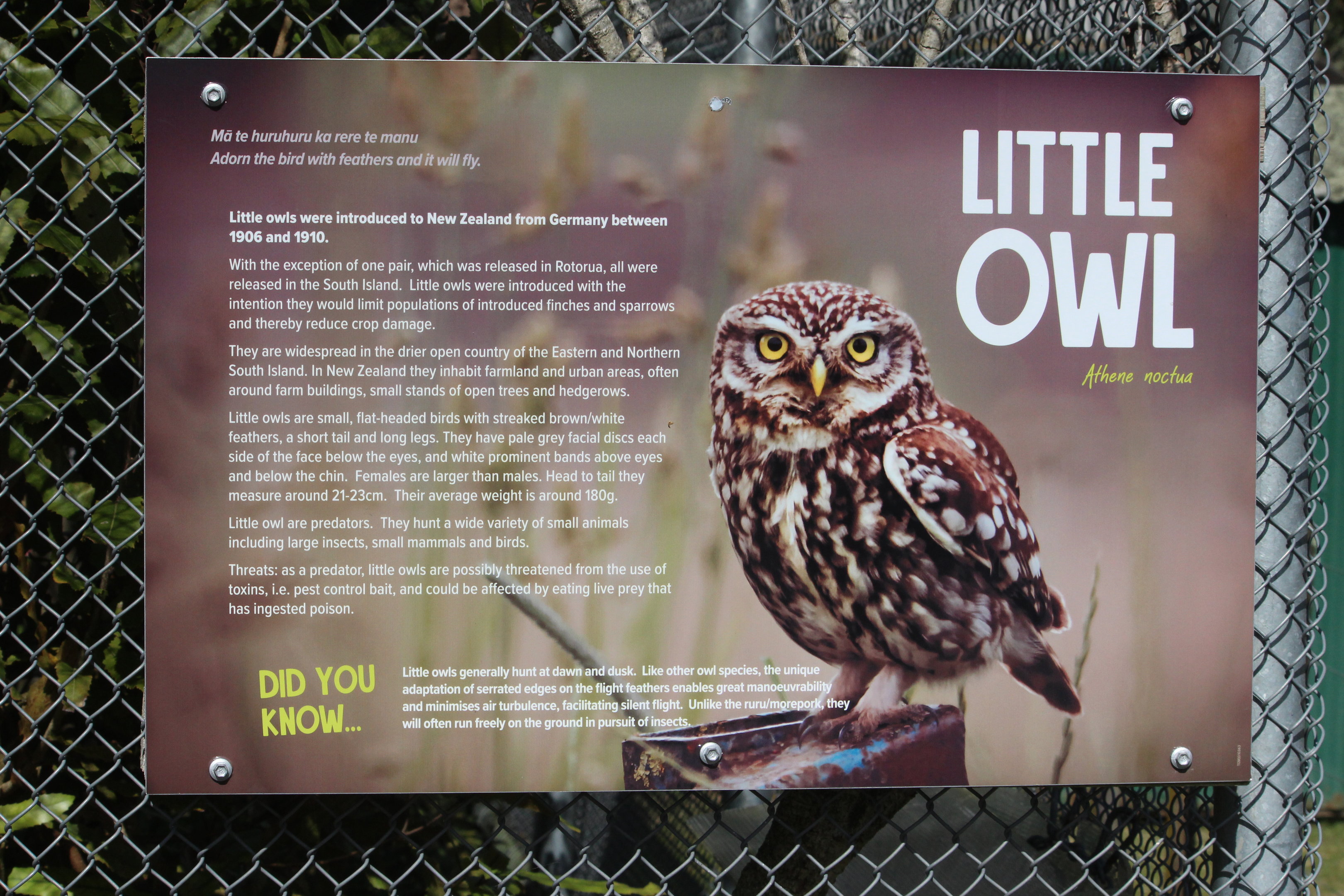 Signage for Little Owl
