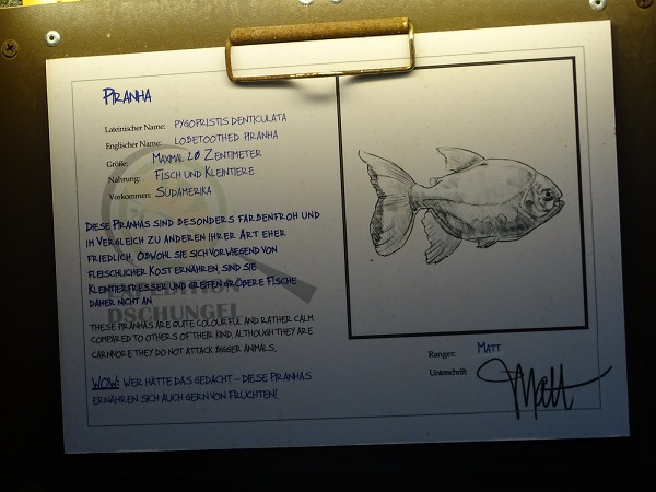 Signage for Lobetoothed piranha (Penticuspid piranha)