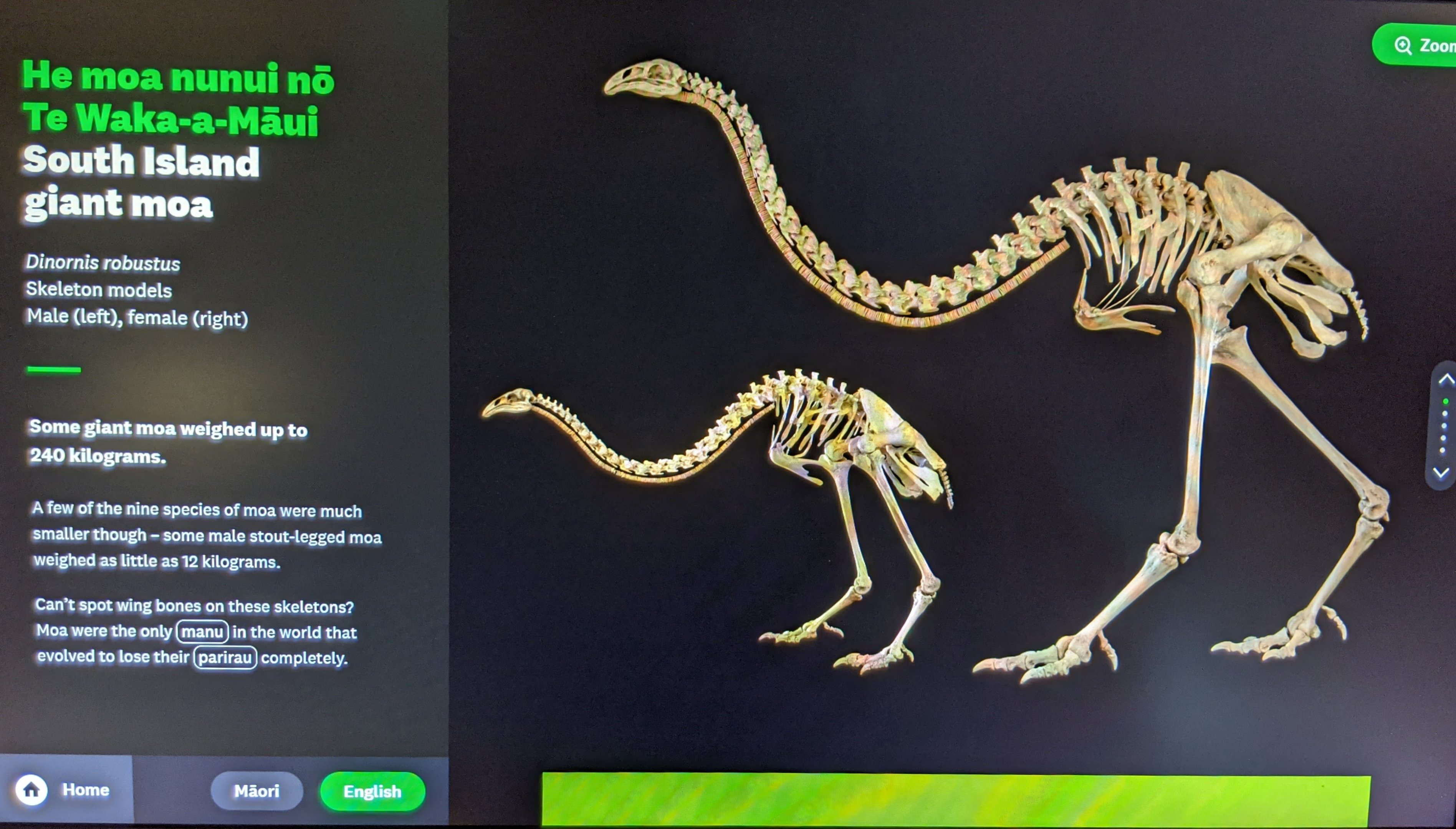 Signage for male/female Giant Moa skeletons