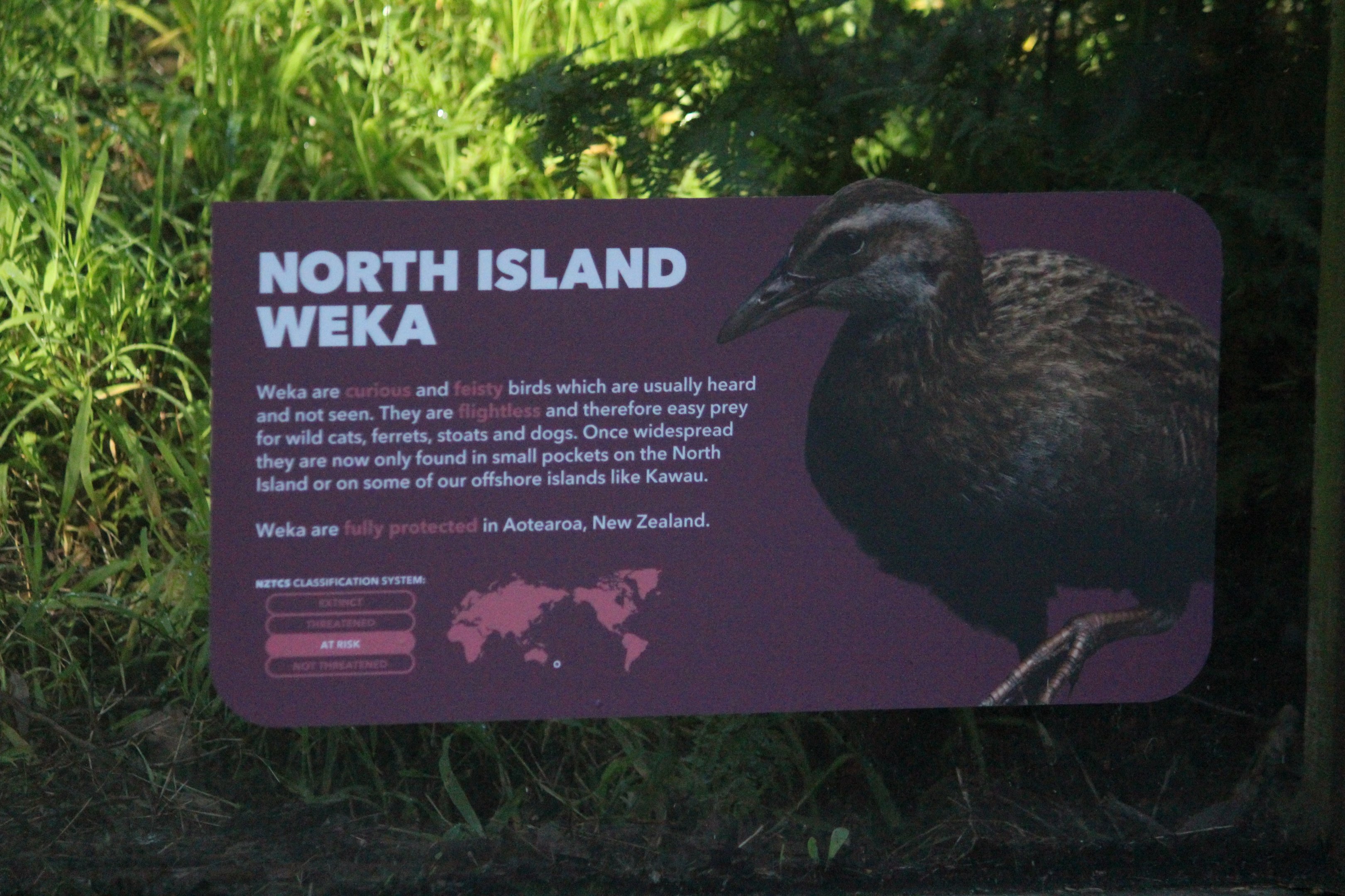 Signage for North Island Weka