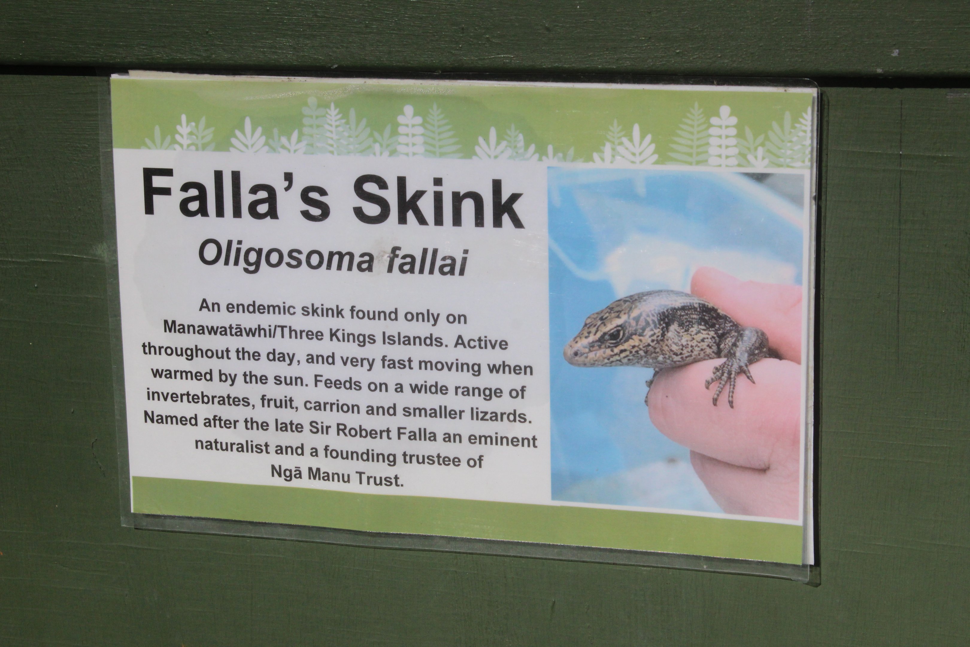 Signage for Oligosoma fallai
