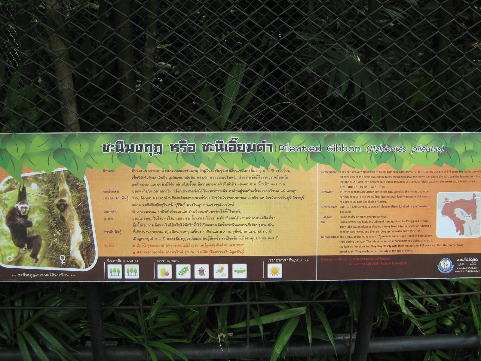 signage for Pileated Gibbon