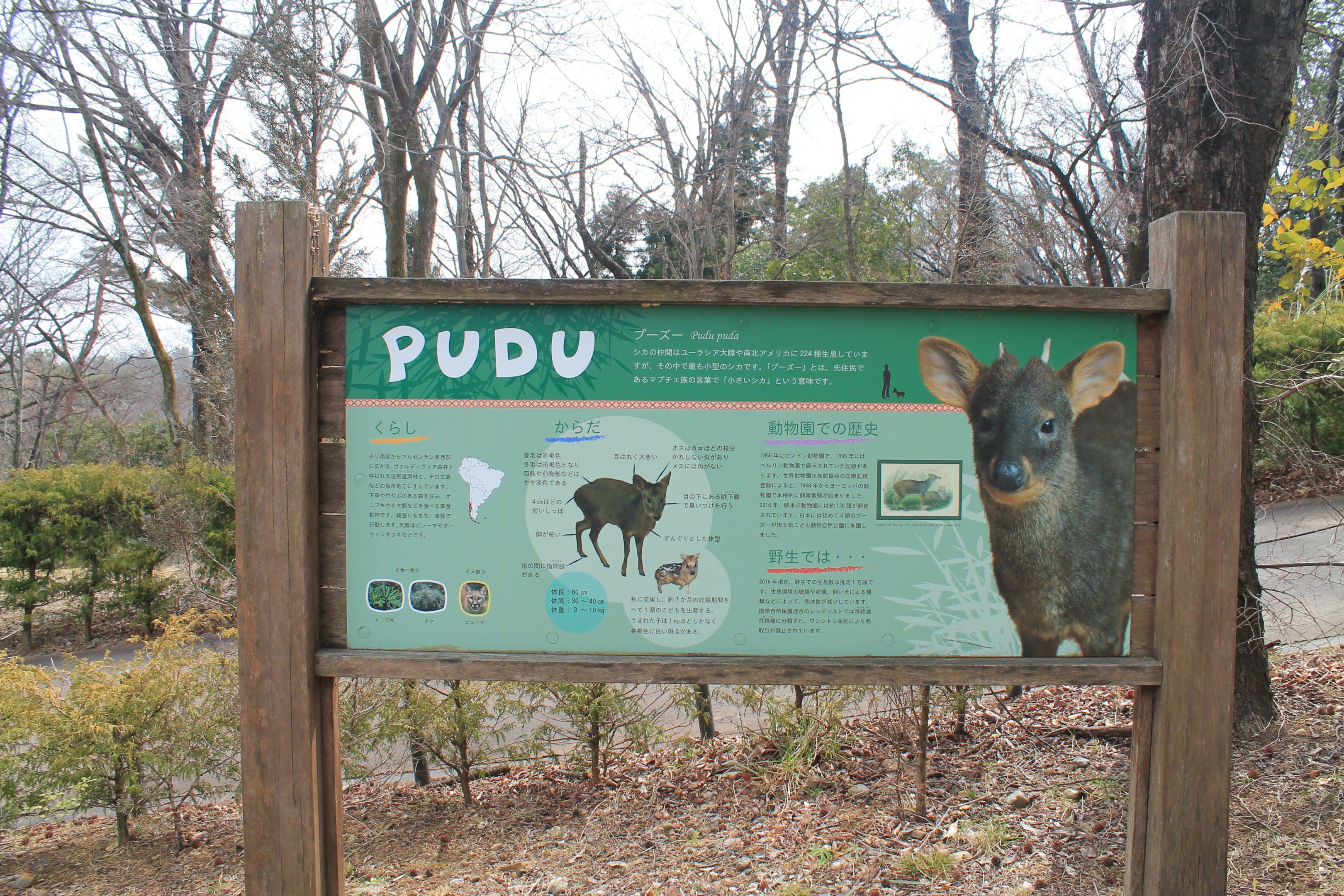 Signage for Pudu (Pudu puda) - Saitama Childrens Zoo
