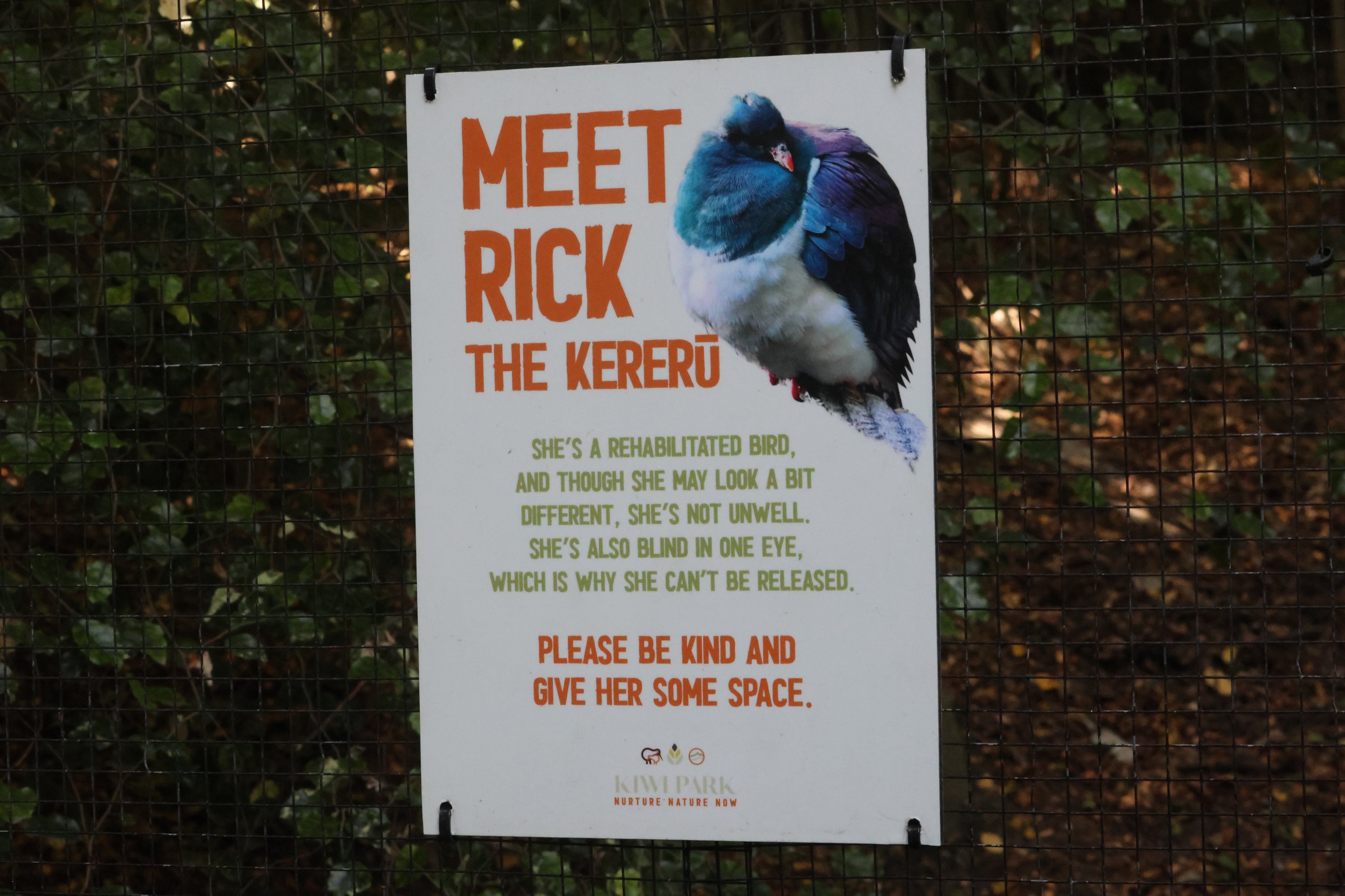 Signage for Rick the Kererū (Hemiphaga novaeseelandiae)
