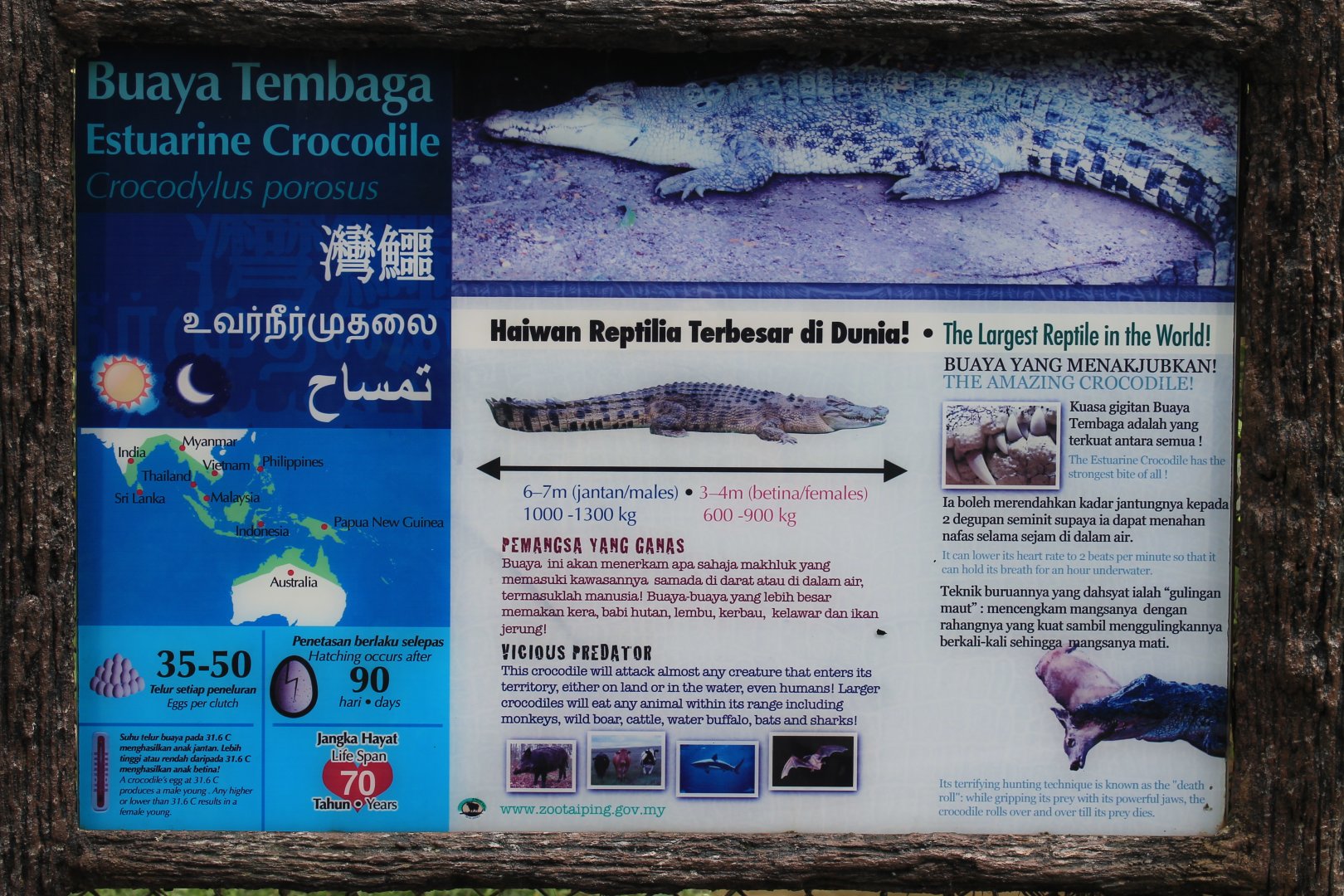 signage for Saltwater Crocodile (Crocodylus porosus)