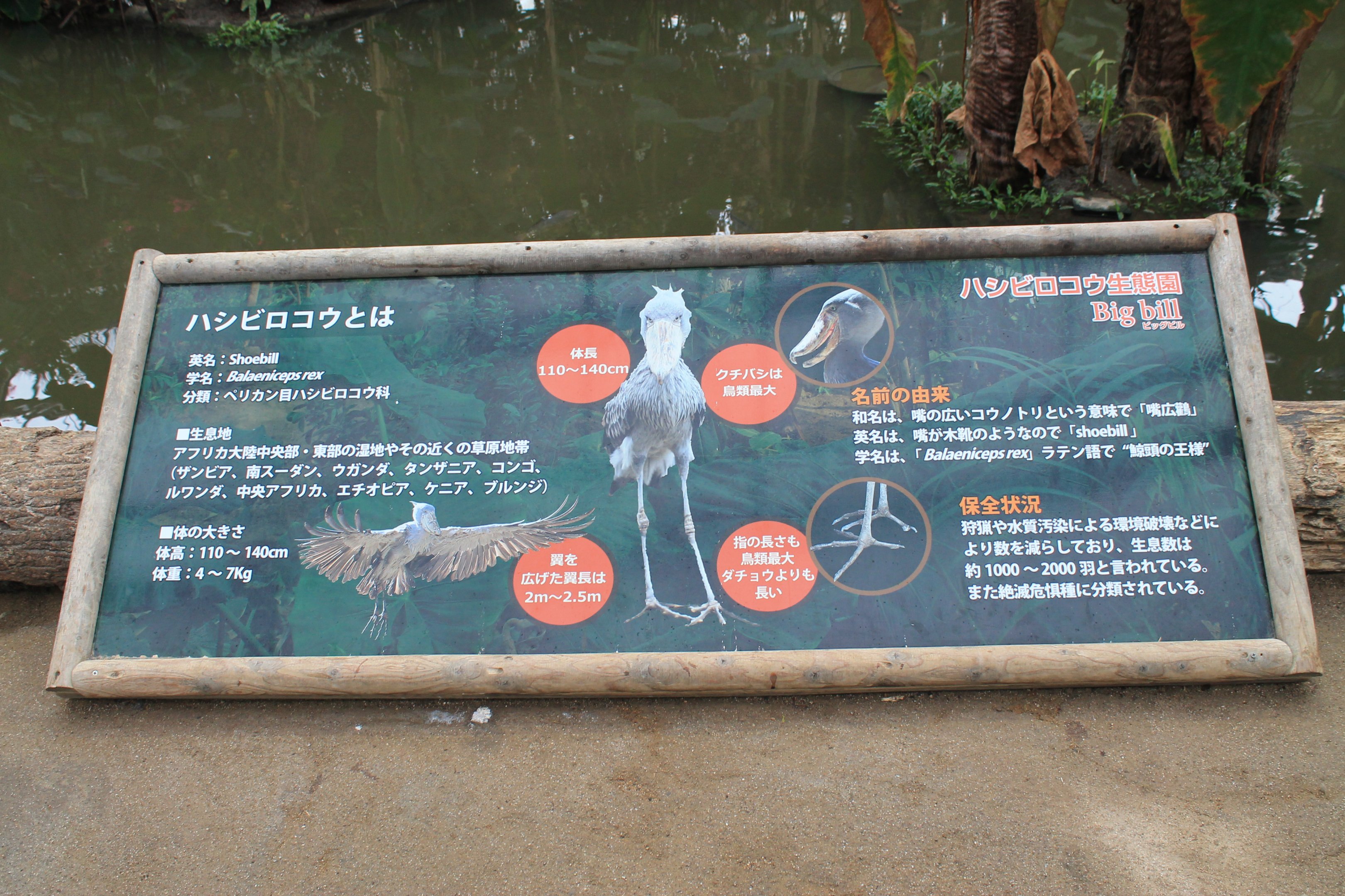 Signage for Shoebill (Balaeniceps rex)