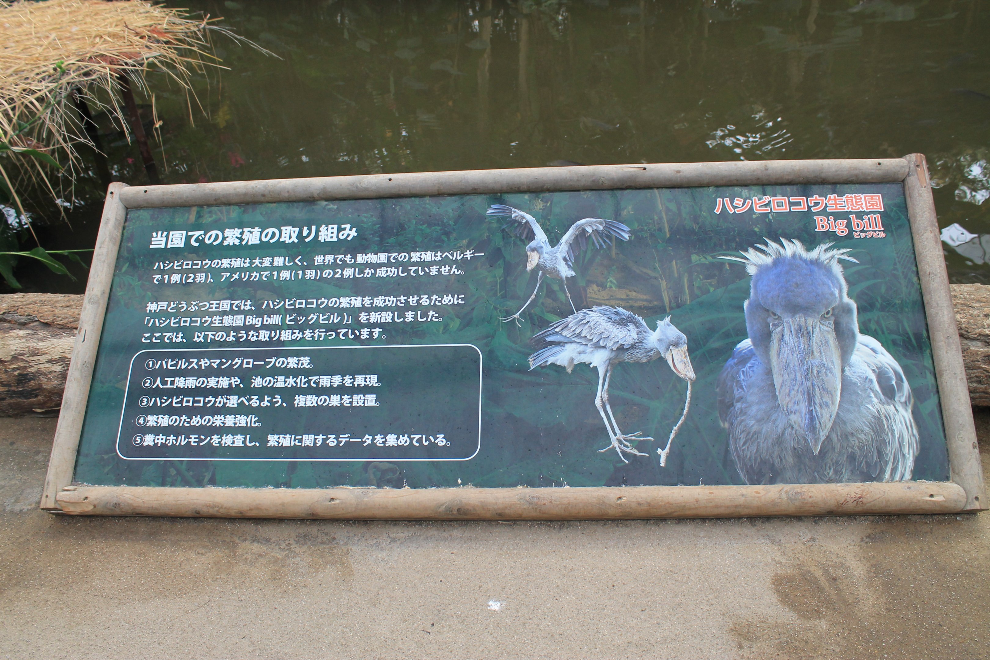 Signage for Shoebill (Balaeniceps rex)