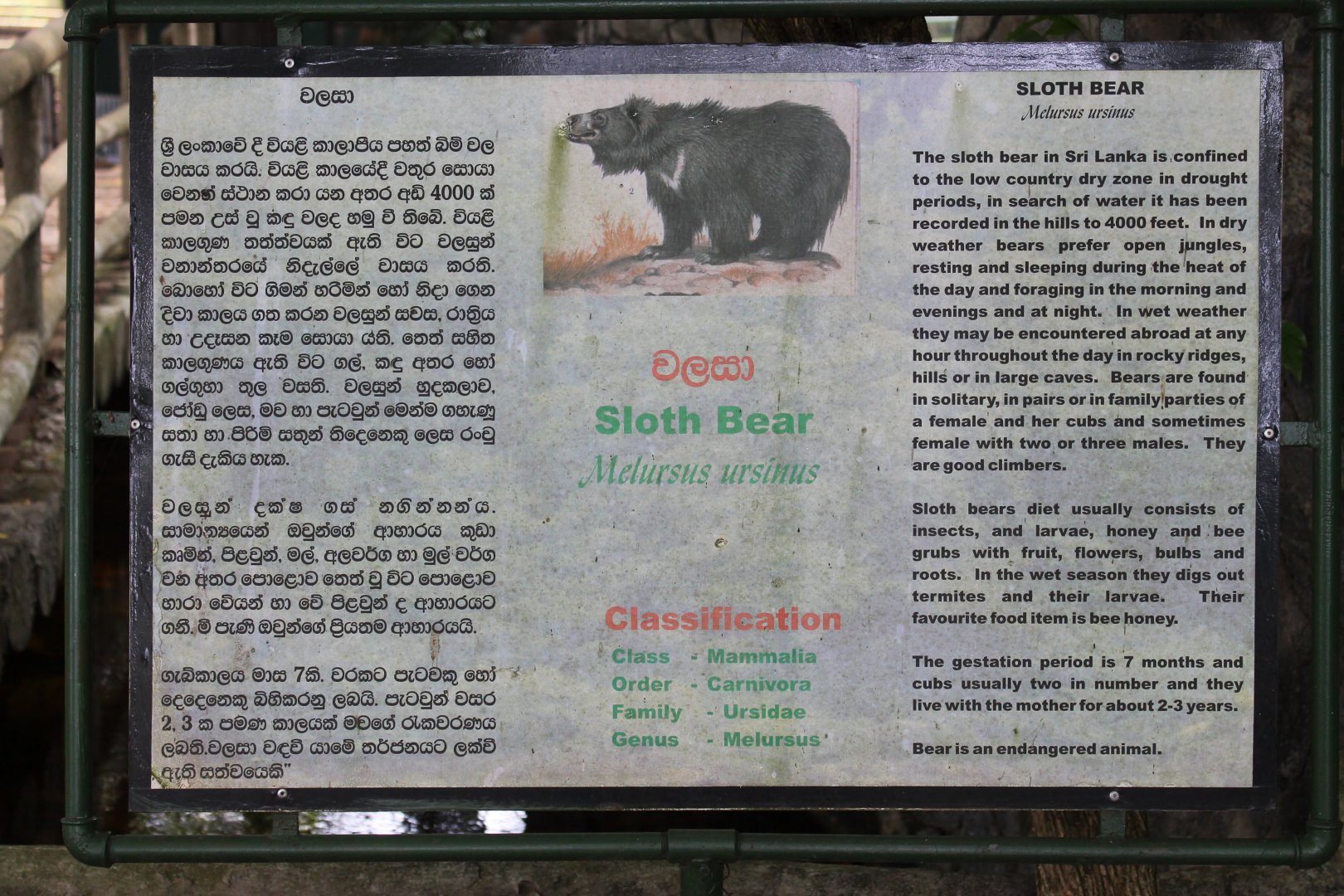 signage for Sloth Bear (Melursus ursinus)