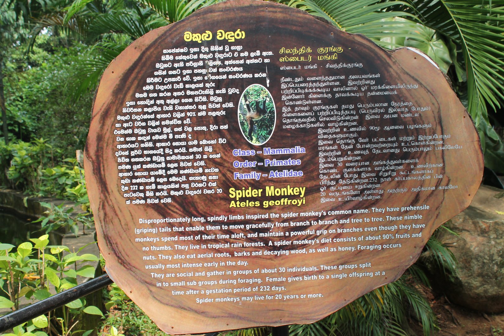 signage for Spider Monkeys