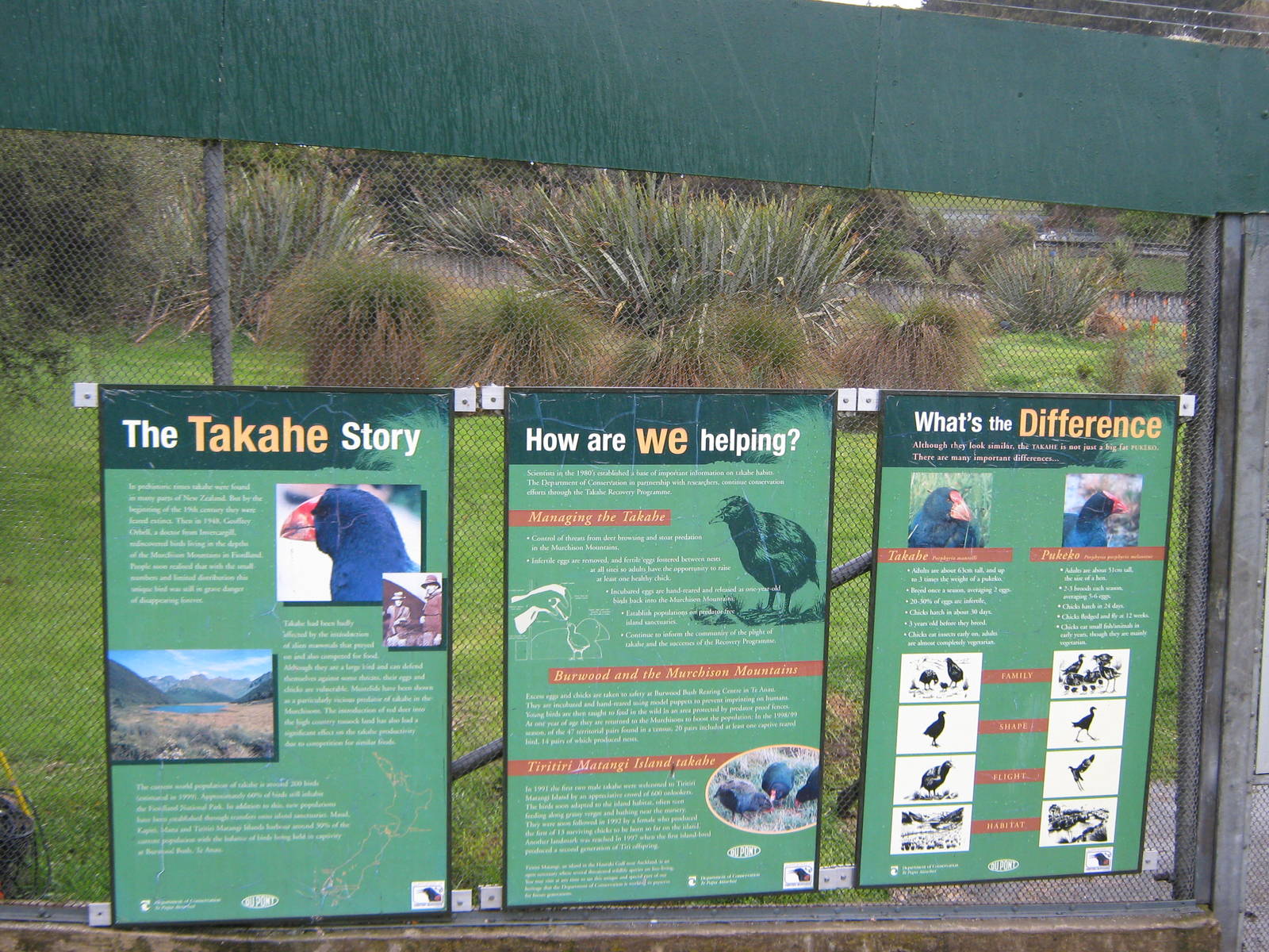 signage for takahe (Porphyrio hochstetteri)