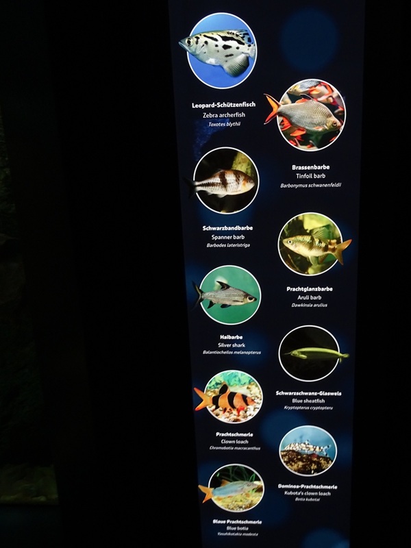 Signage for Tank for Burmese archerfish and others