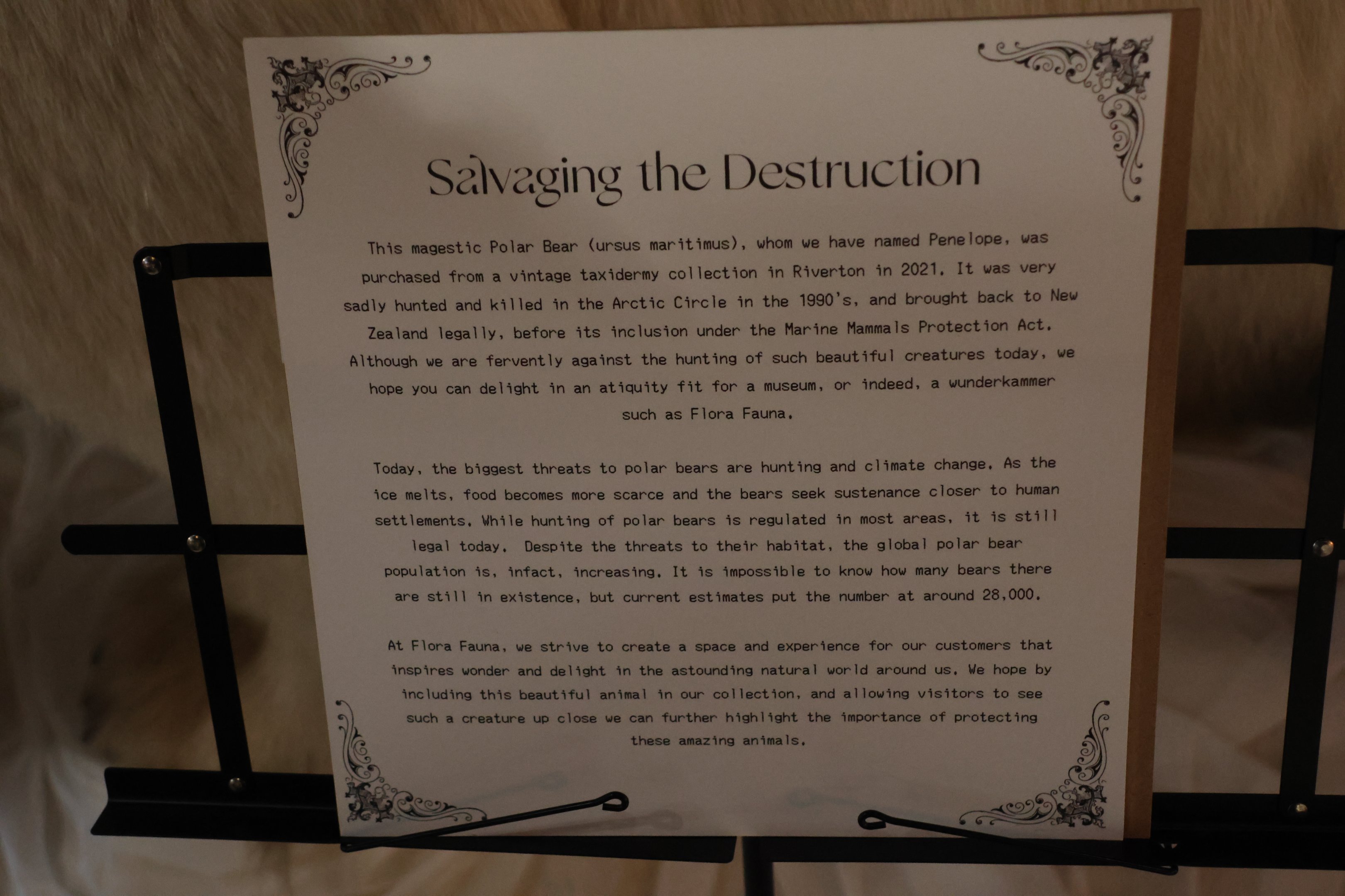 Signage for taxidermy Polar Bear, Flora Fauna Wunderkammer (Queenstown)