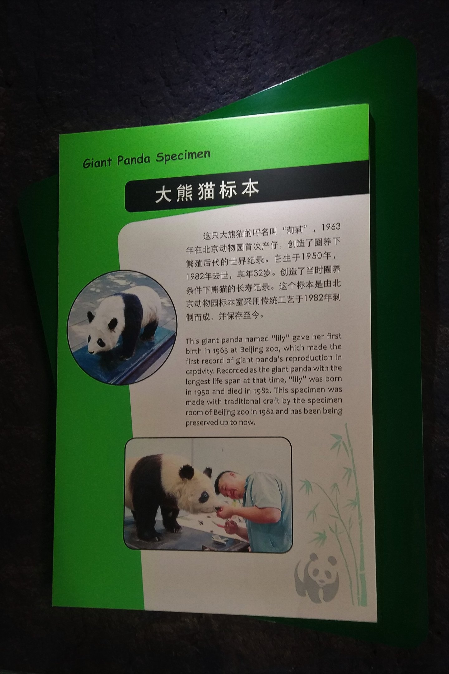 Signage (for taxidermy specimen)