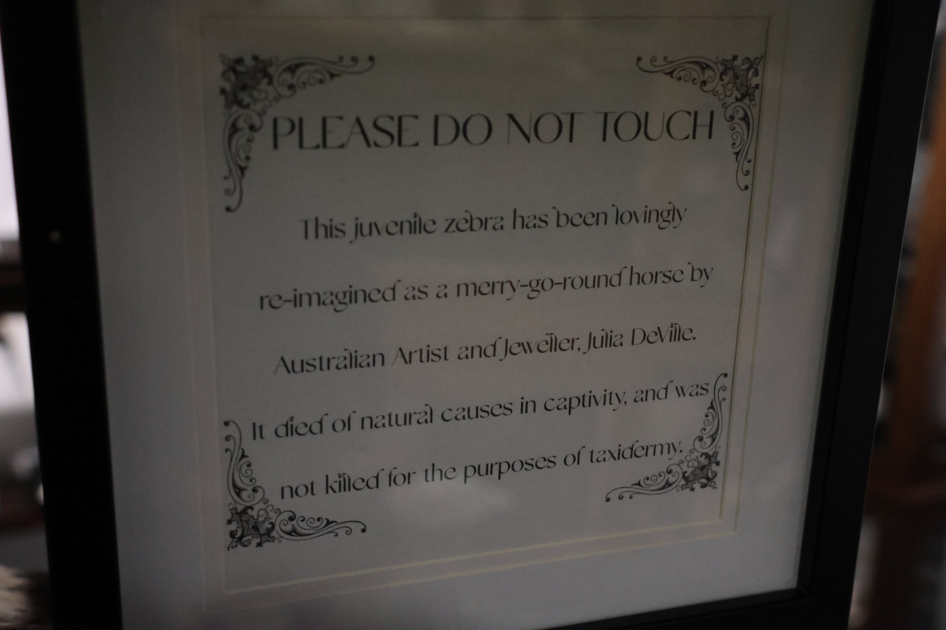 Signage for taxidermy Zebra, Flora Fauna Wunderkammer (Queenstown)