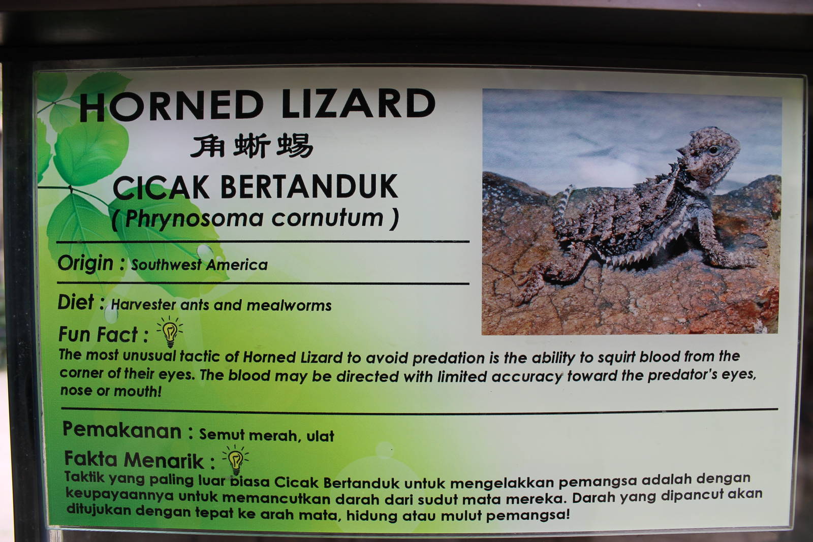 signage for Texas horned lizard (Phrynosoma cornutum)