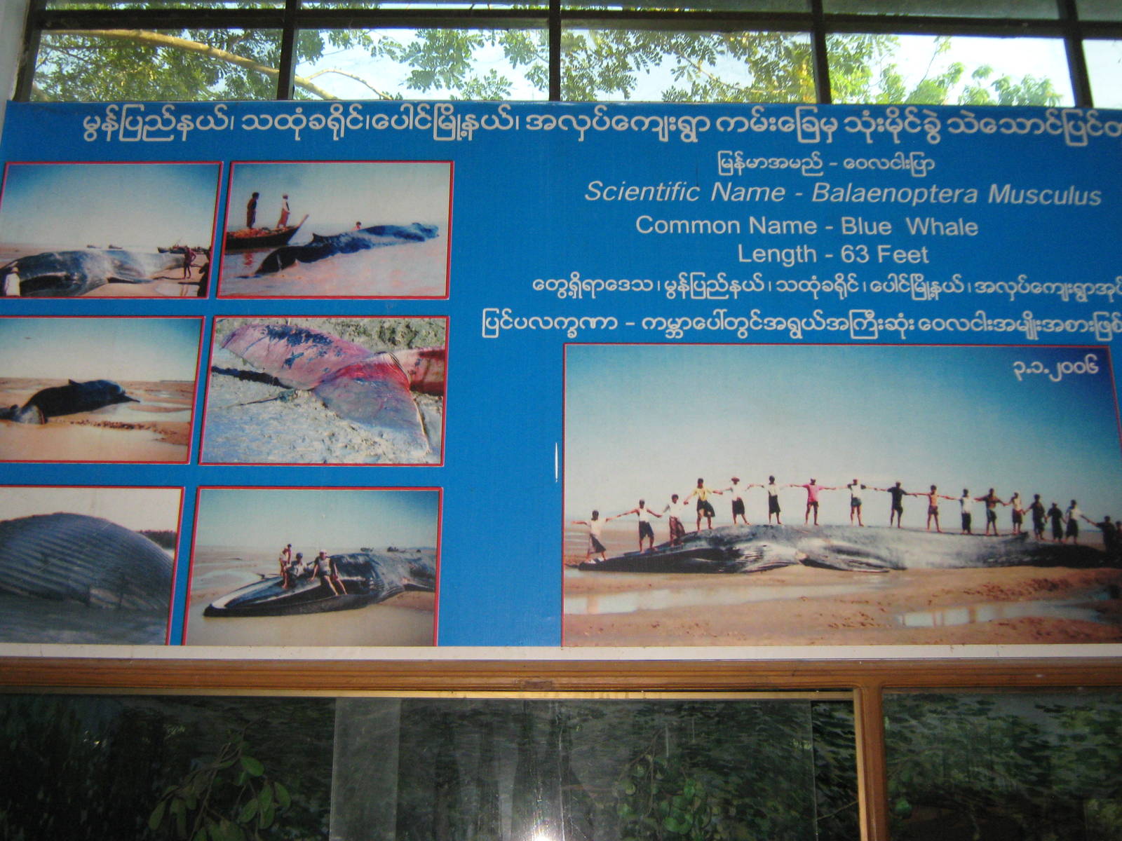 signage for the Blue Whale skeleton