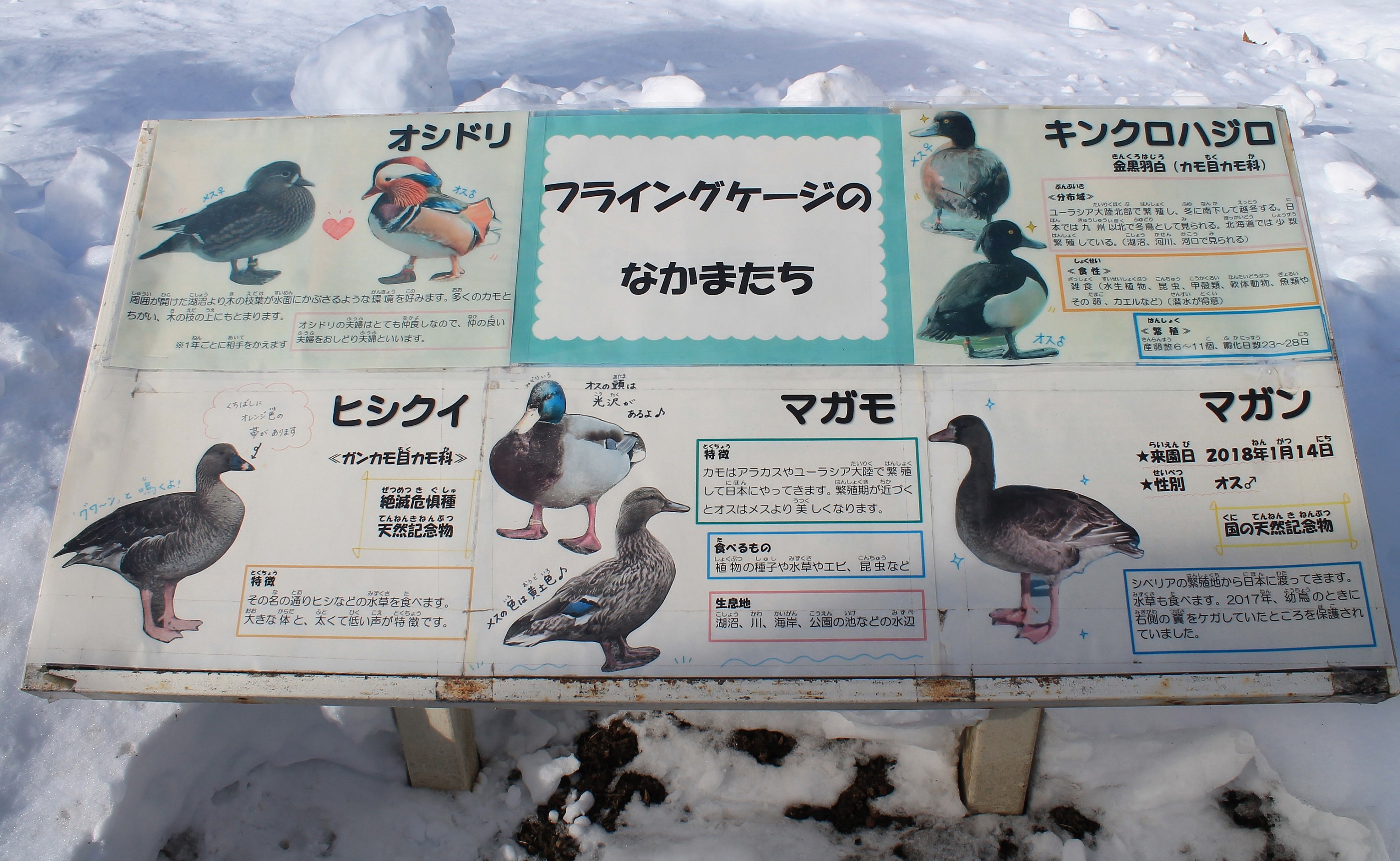 Signage for the Flying Cage, Kushiro Zoo