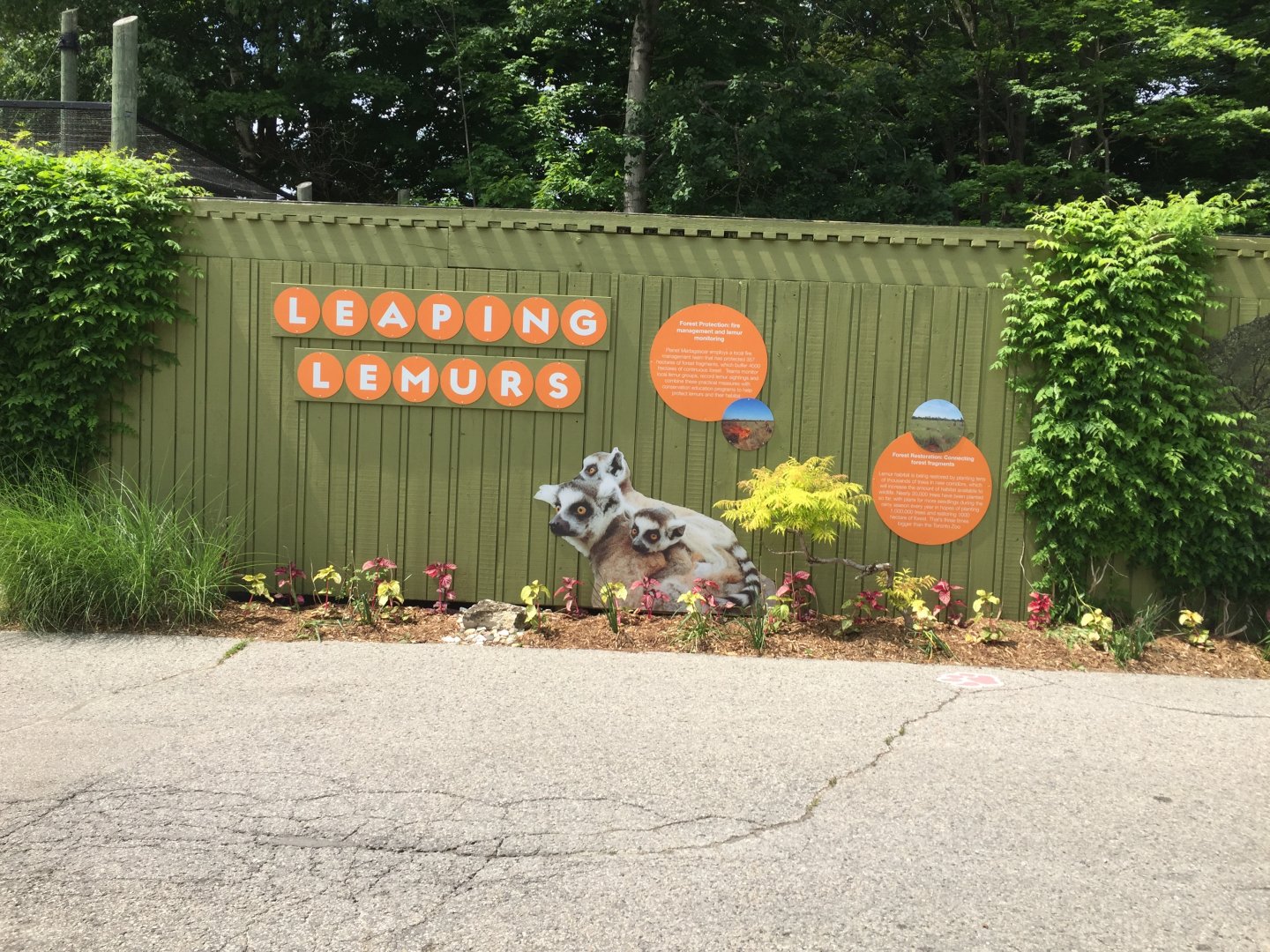 Signage for the Ring-Tailed Lemur oudoor exhibit
