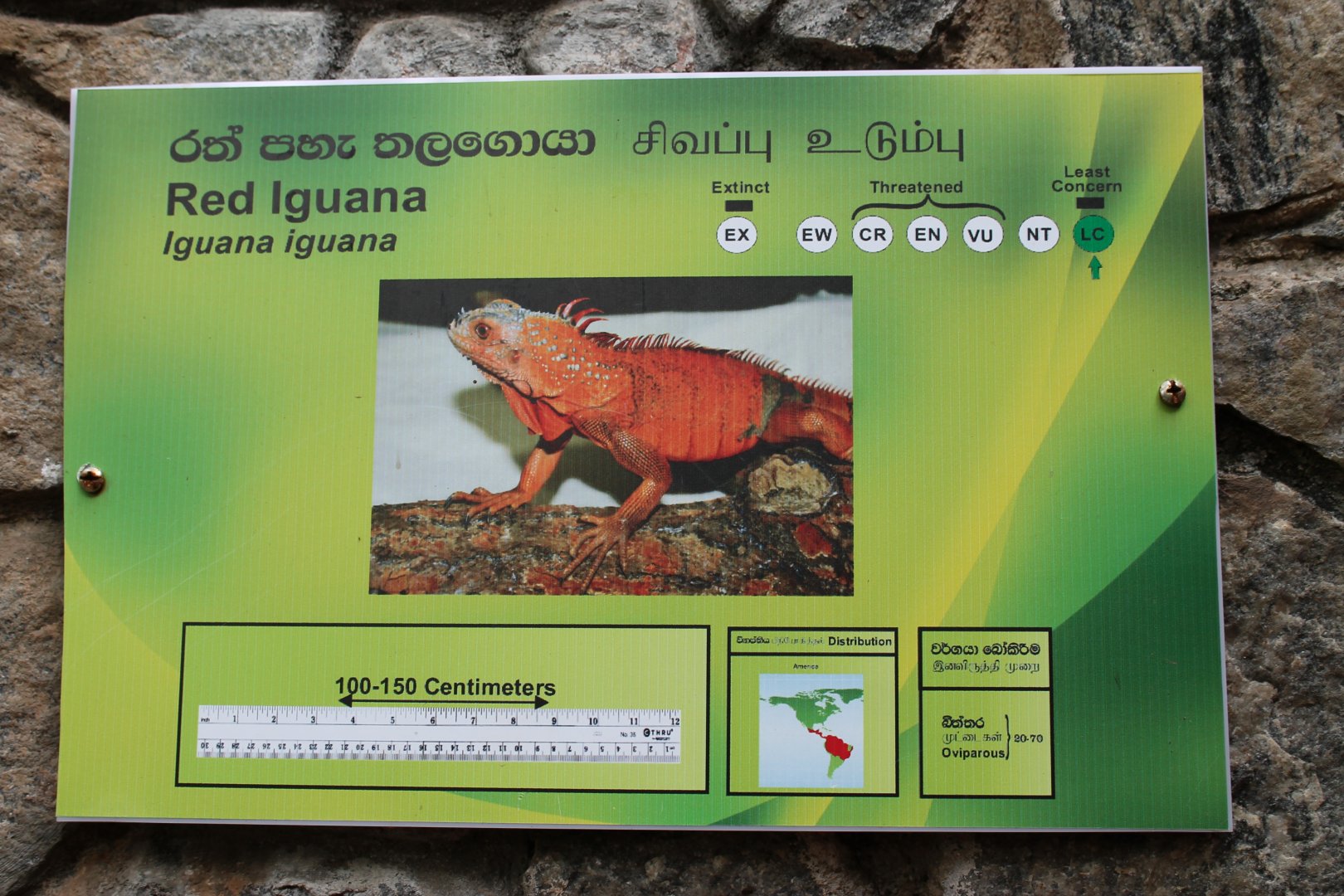 signage for the so-called Red Iguana