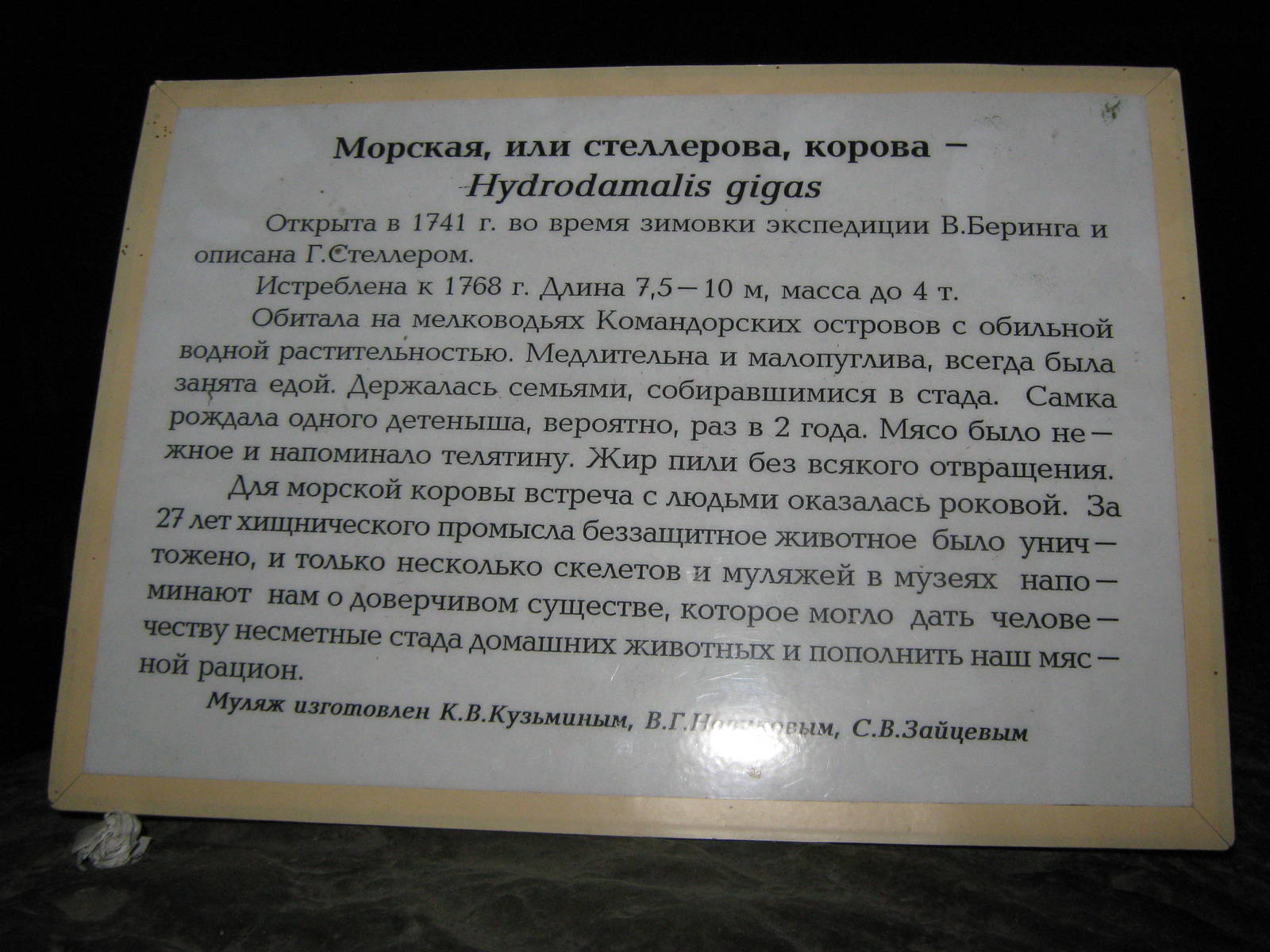 signage for the Stellers sea cow (Hydrodamalis gigas) model