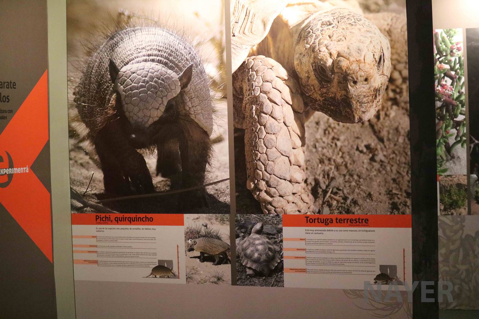 Signage for unusual wild animals, April 2016