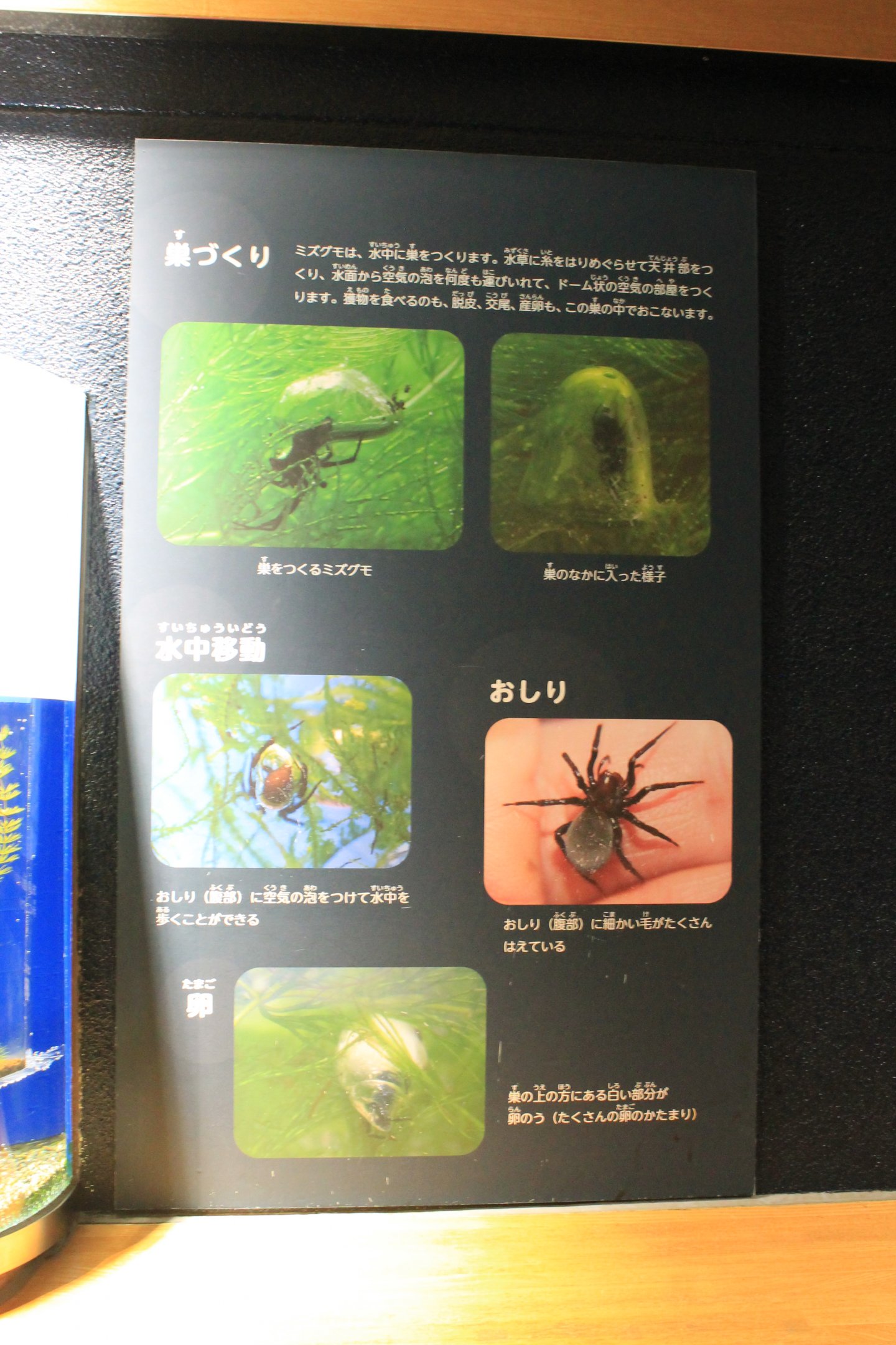 Signage for Water Spiders (Argyroneta aquatica)