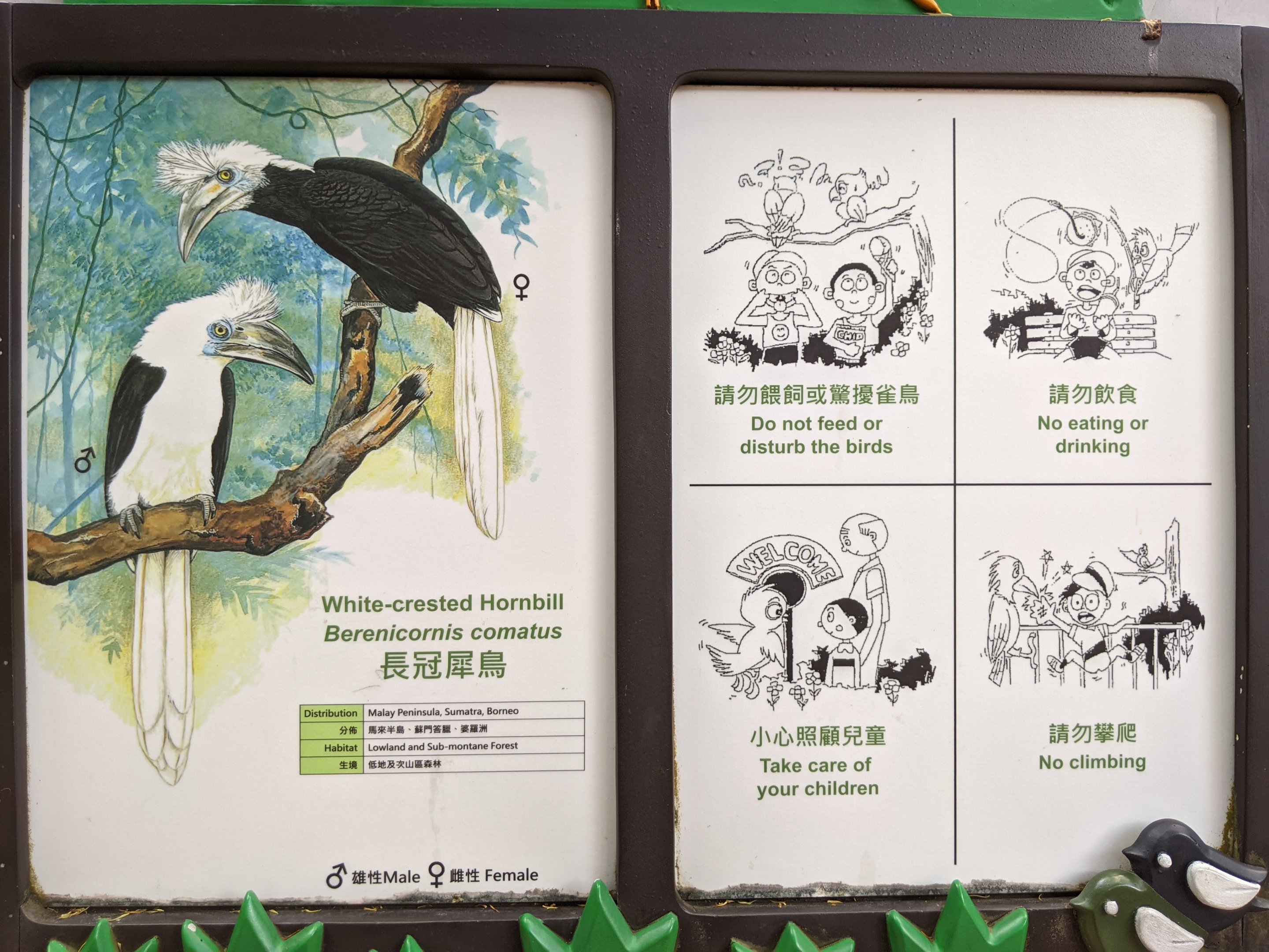 Signage for White-crowned Hornbill (Berenicornis comatus)
