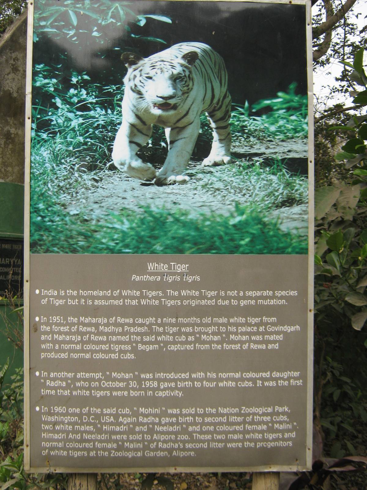 signage for white tiger