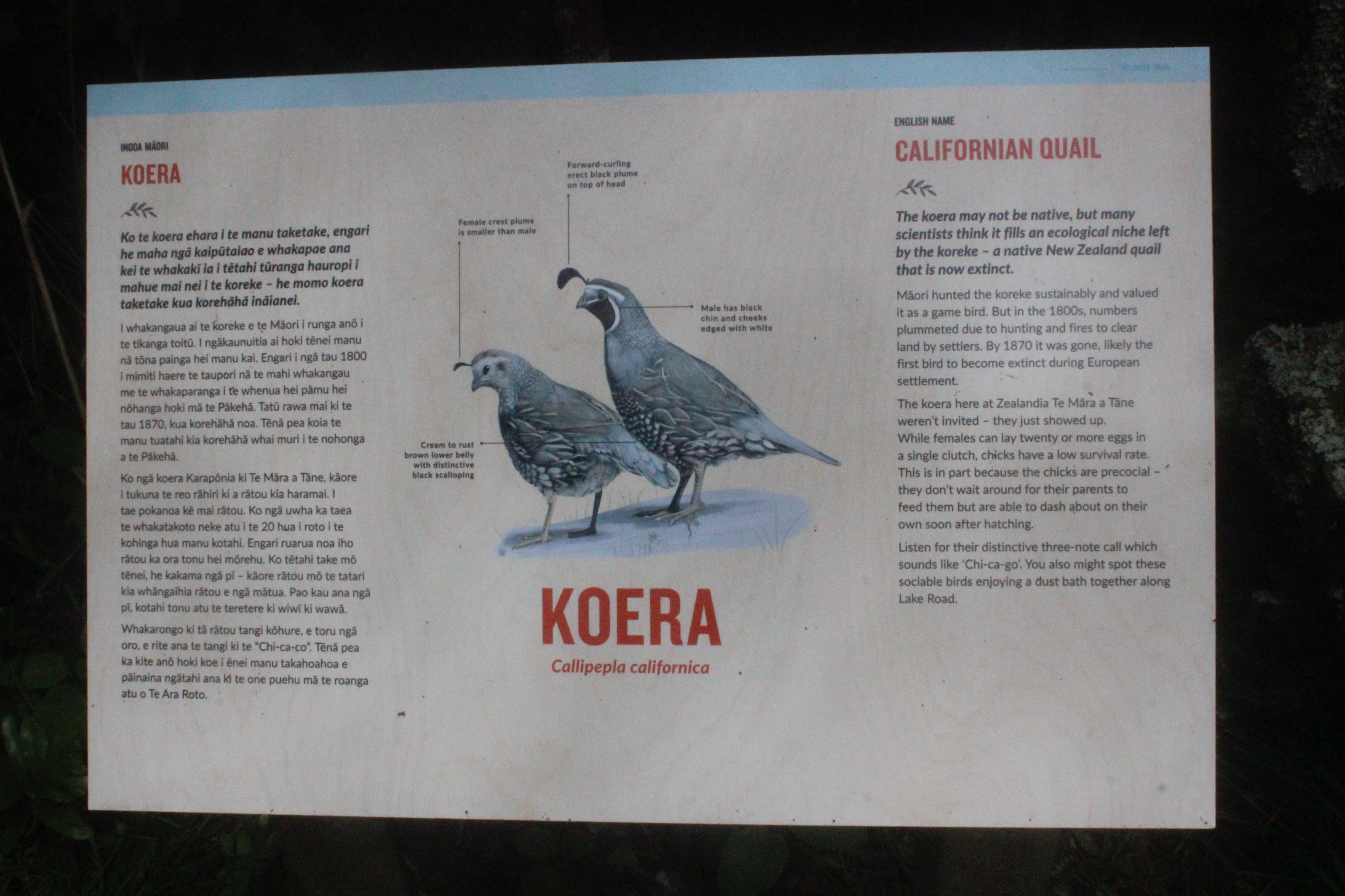 Signage for wild California Quail