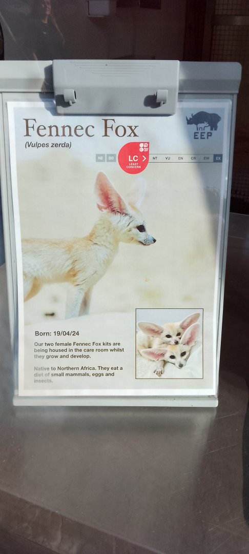 Signage for young fennec foxes