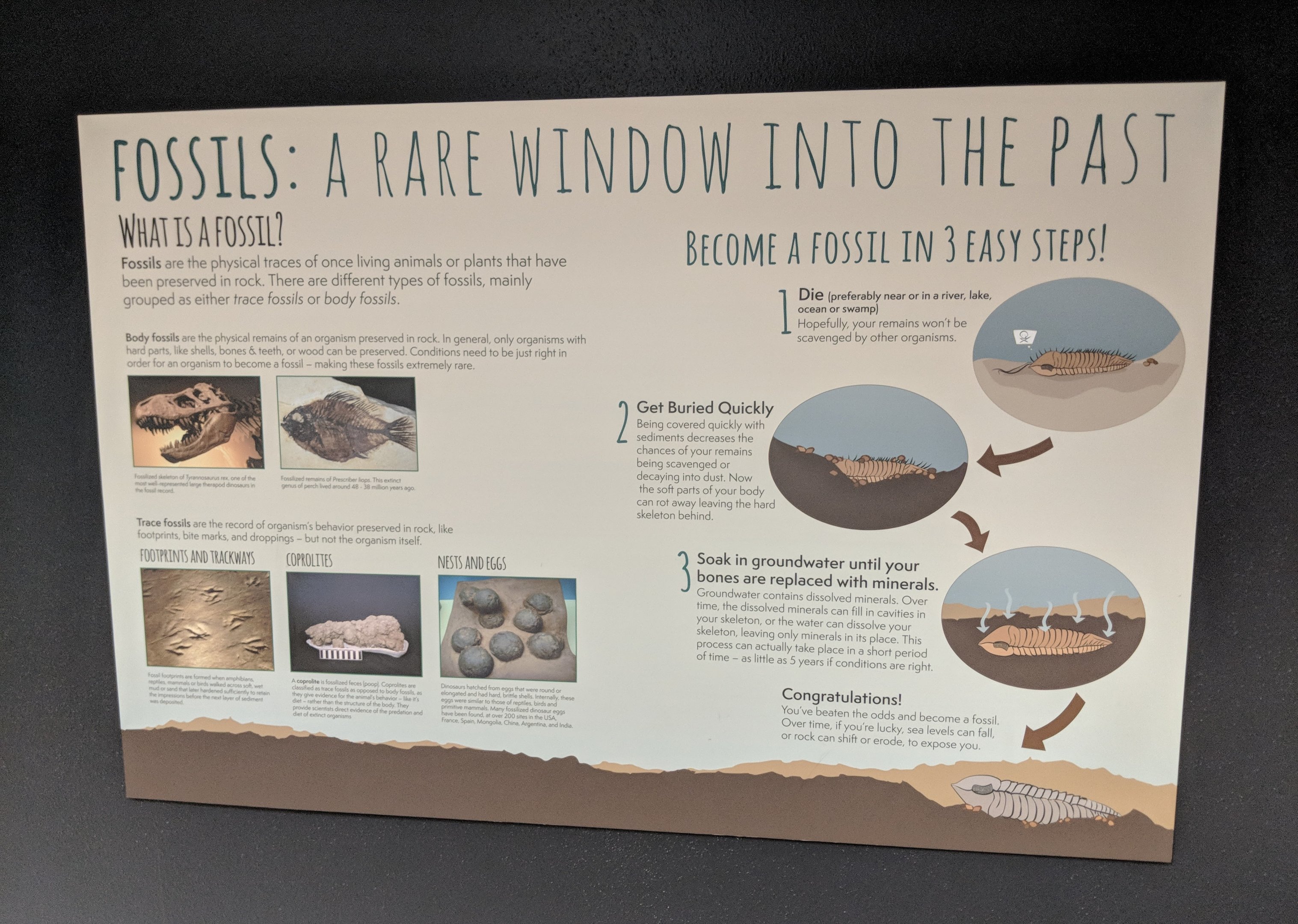 Signage - Fossils: A Rare Window into the Past