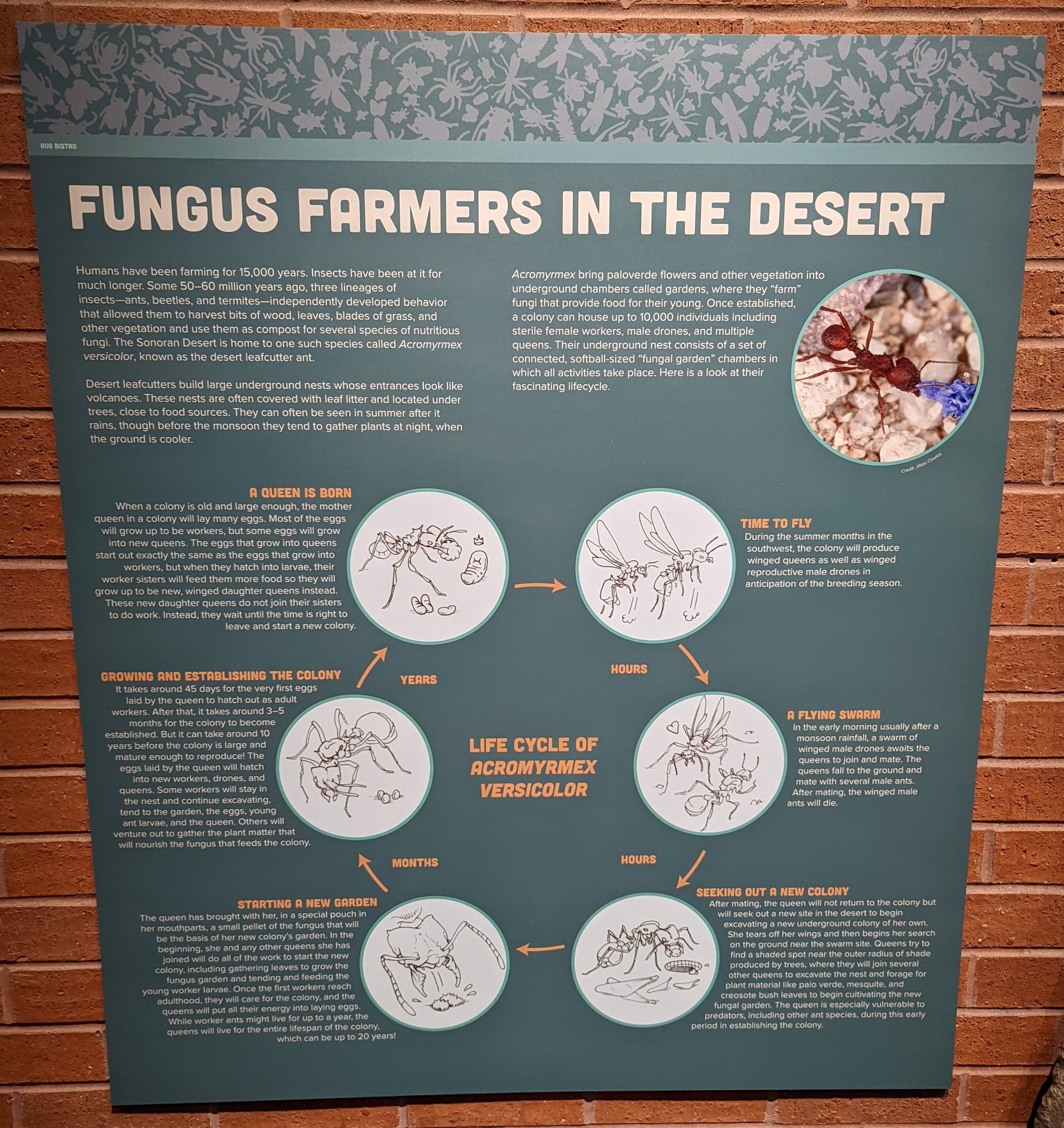Signage: Fungus Farmers in the Desert
