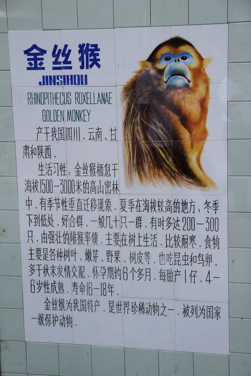 Signage: Golden Snub-nosed monkey (Rhinopithecus roxellana)