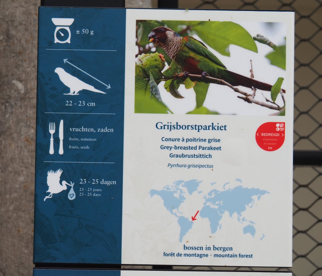 Signage Grey-breasted parakeet/Grey-breasted conure, 2020-05-24