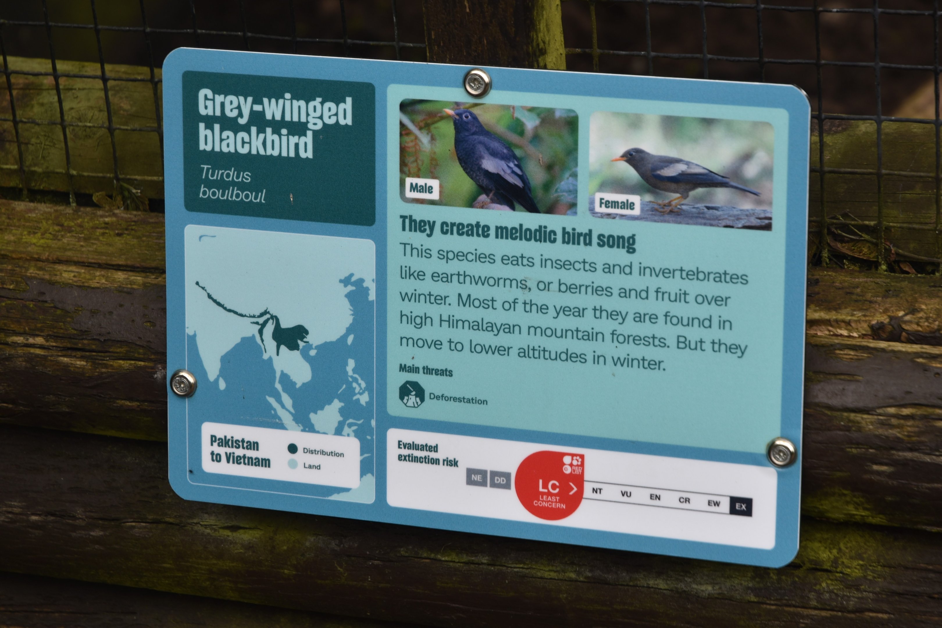 Signage (Grey-winged Blackbird) at Chester, 18th April 2024