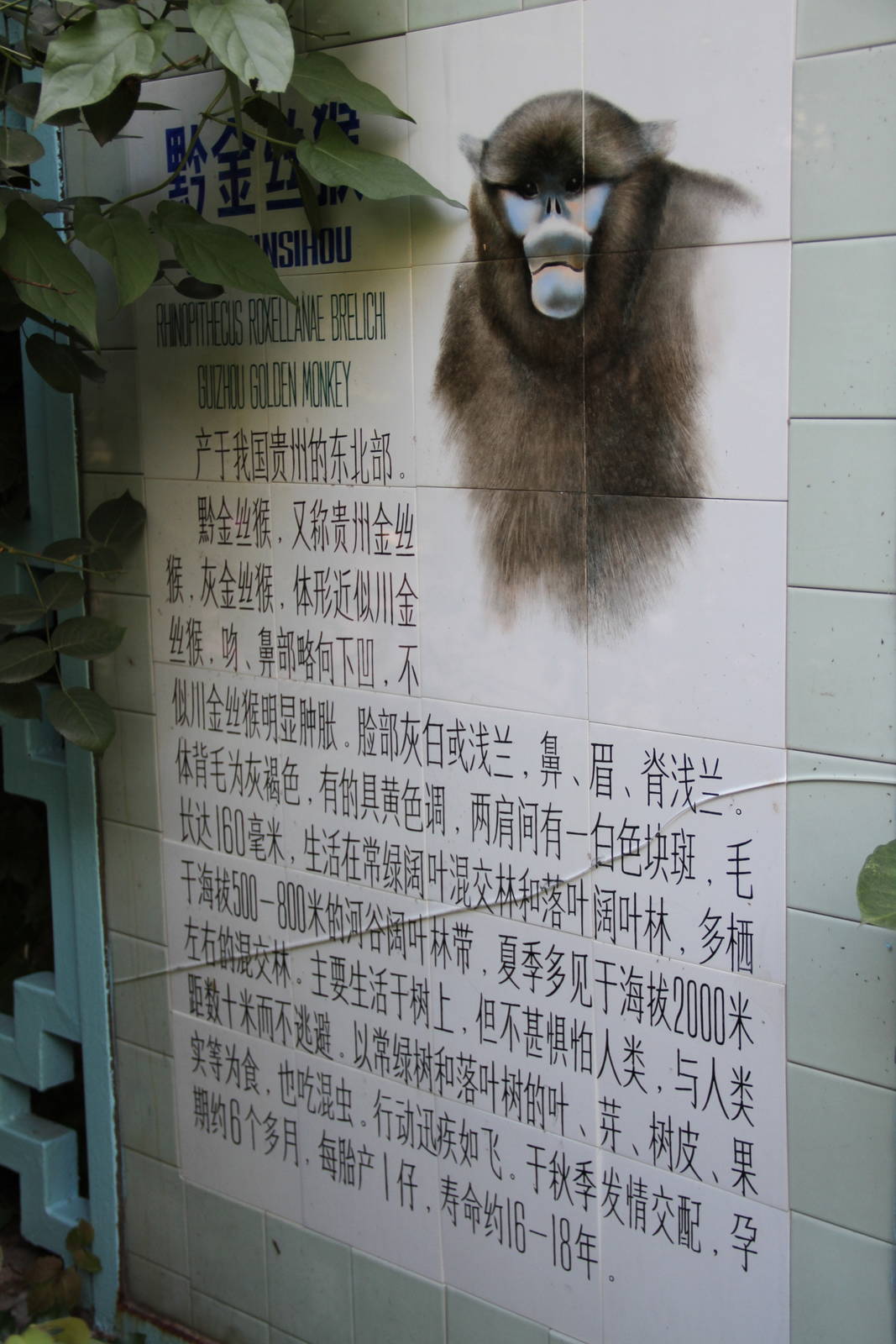Signage: Guizhou snub-nosed monkey (Rhinopithecus brelichi)