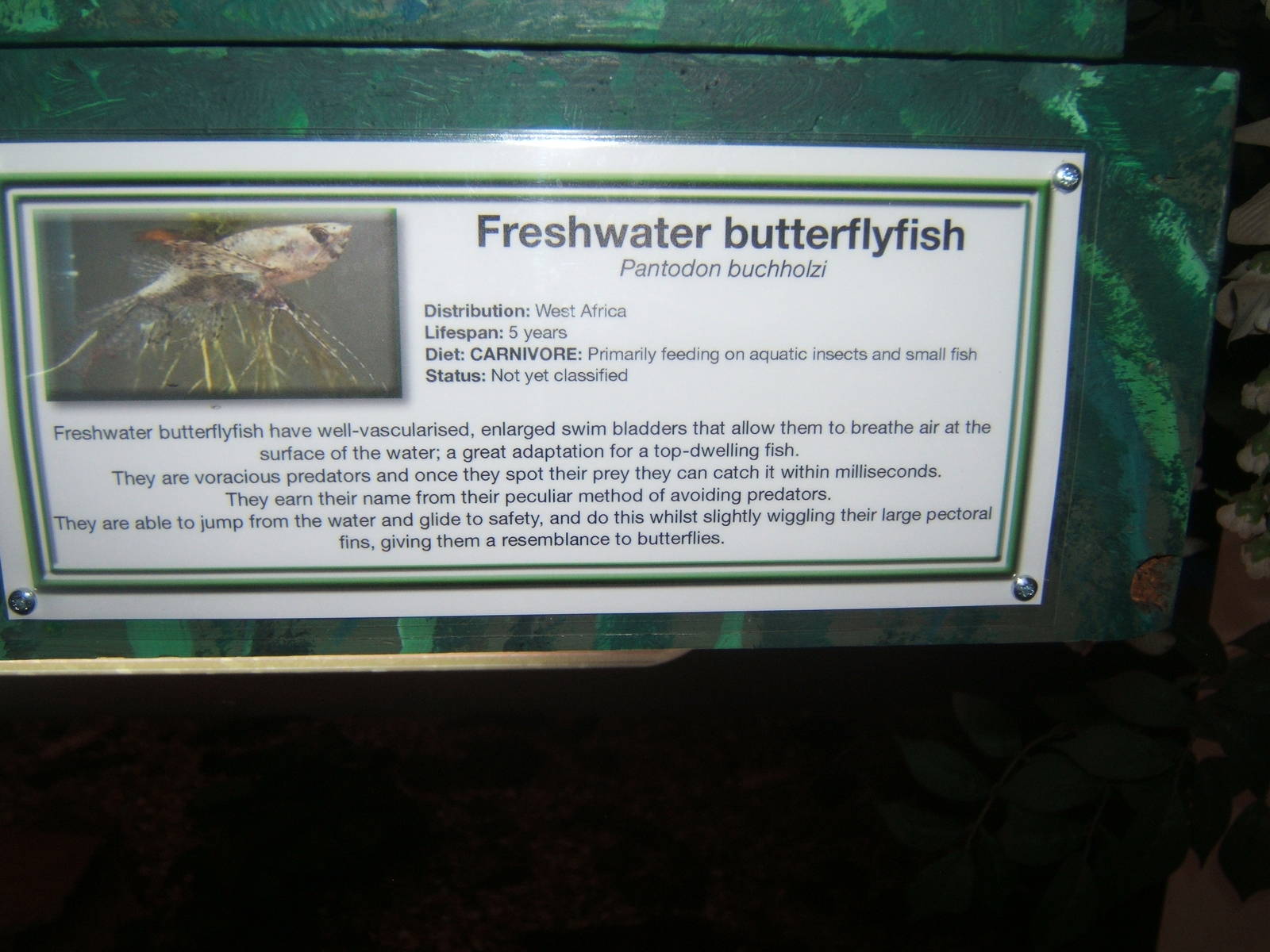 Signage in Bug World