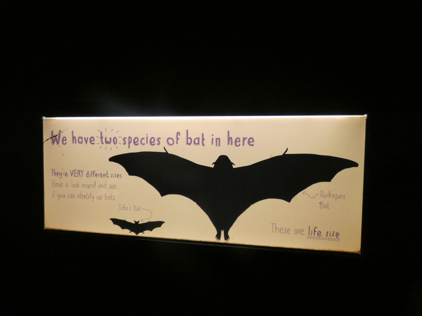 Signage in Fruit Bat Forest