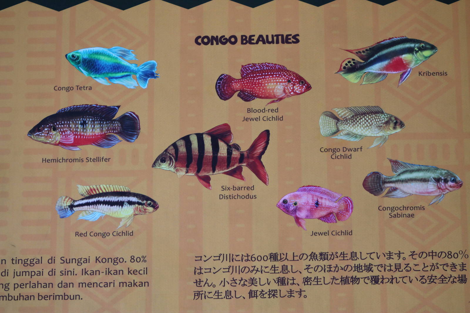 signage in the Congo River section