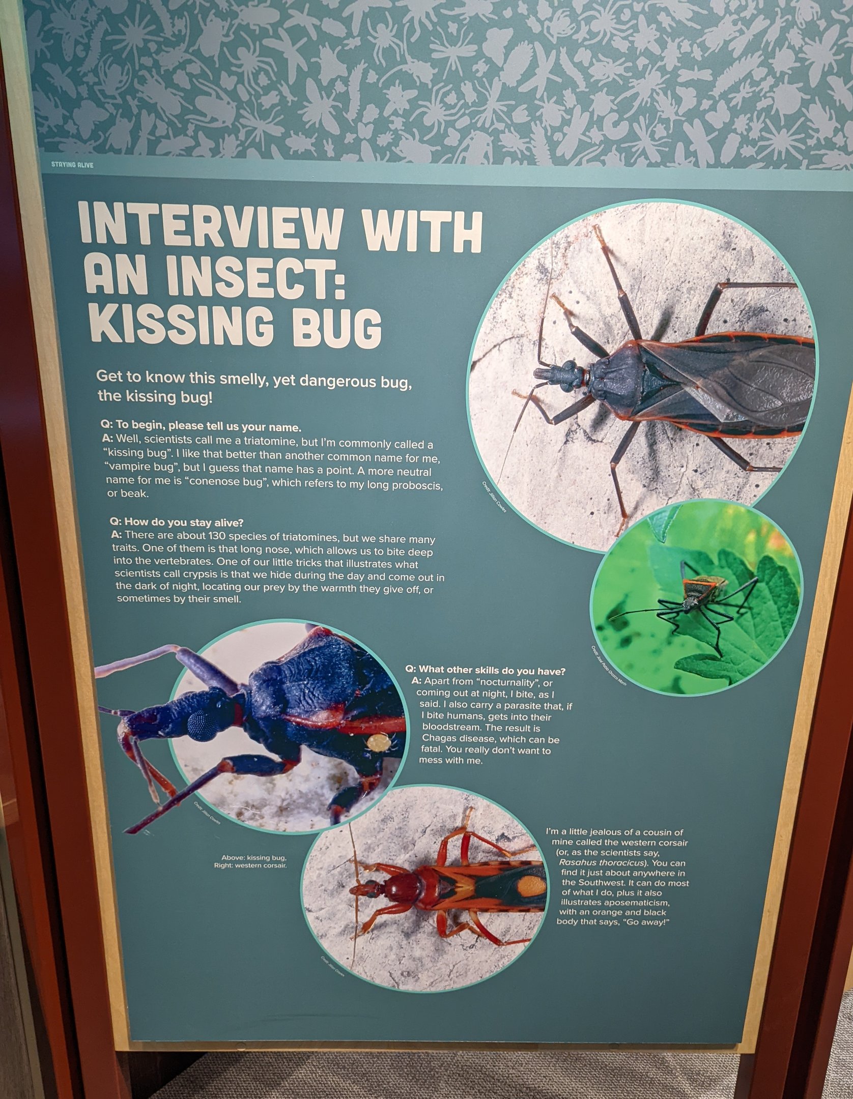 Signage - Interview with an Insect: Kissing Bug