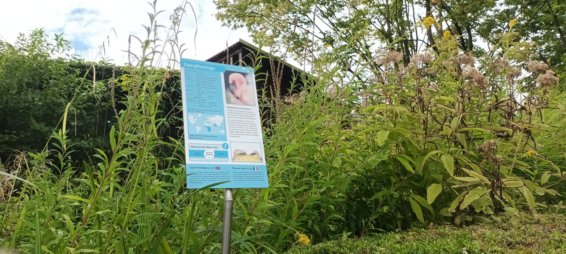 Signage Lesser Flamingo