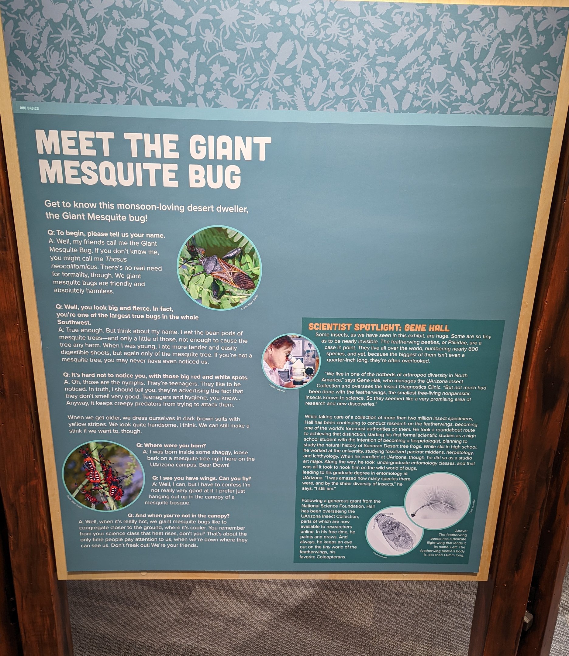 Signage: Meet the Giant Mesquite Bug
