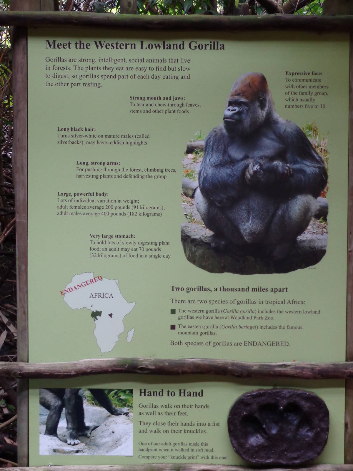 Signage: Meet the Western Lowland Gorilla