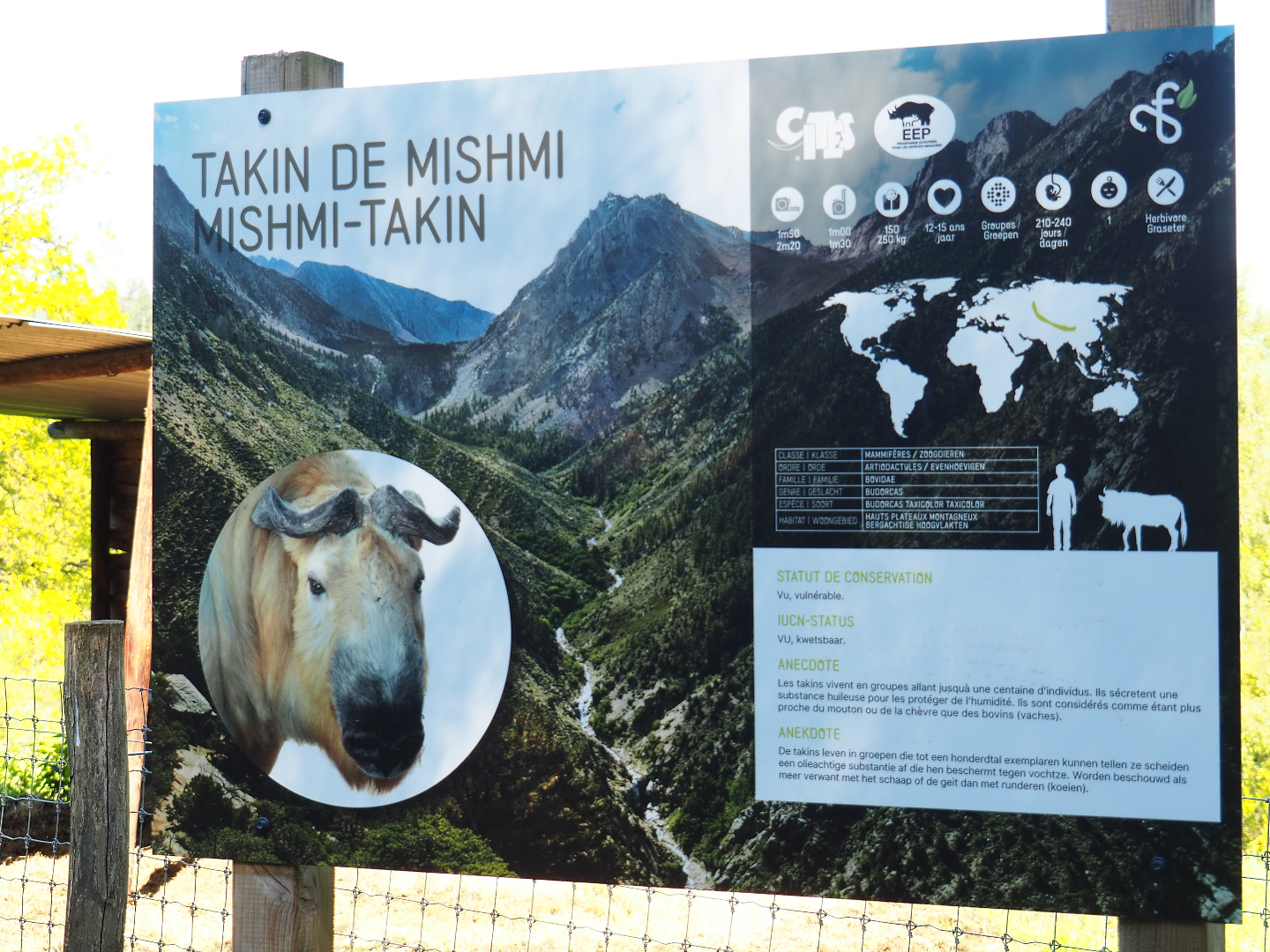 Signage Mishmi takin, 2021-05-29