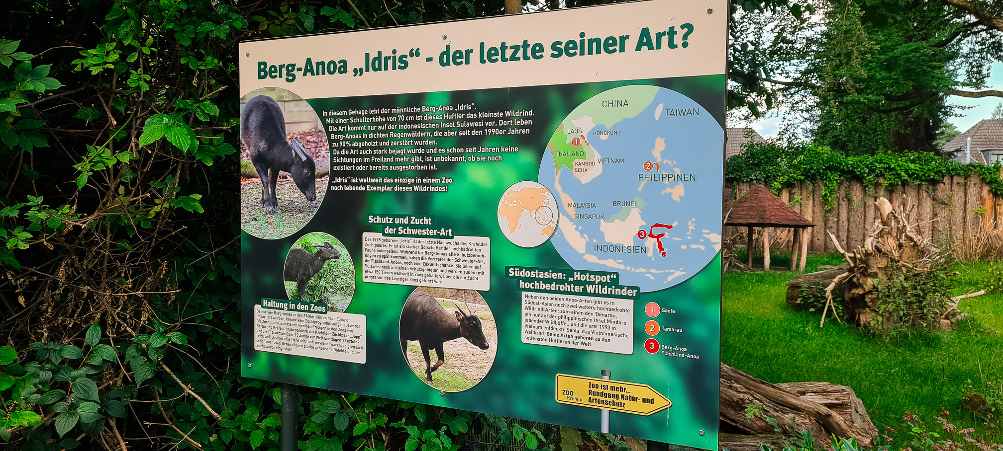 Signage: Mountain anoa 'Idris' - Last of it's kind?